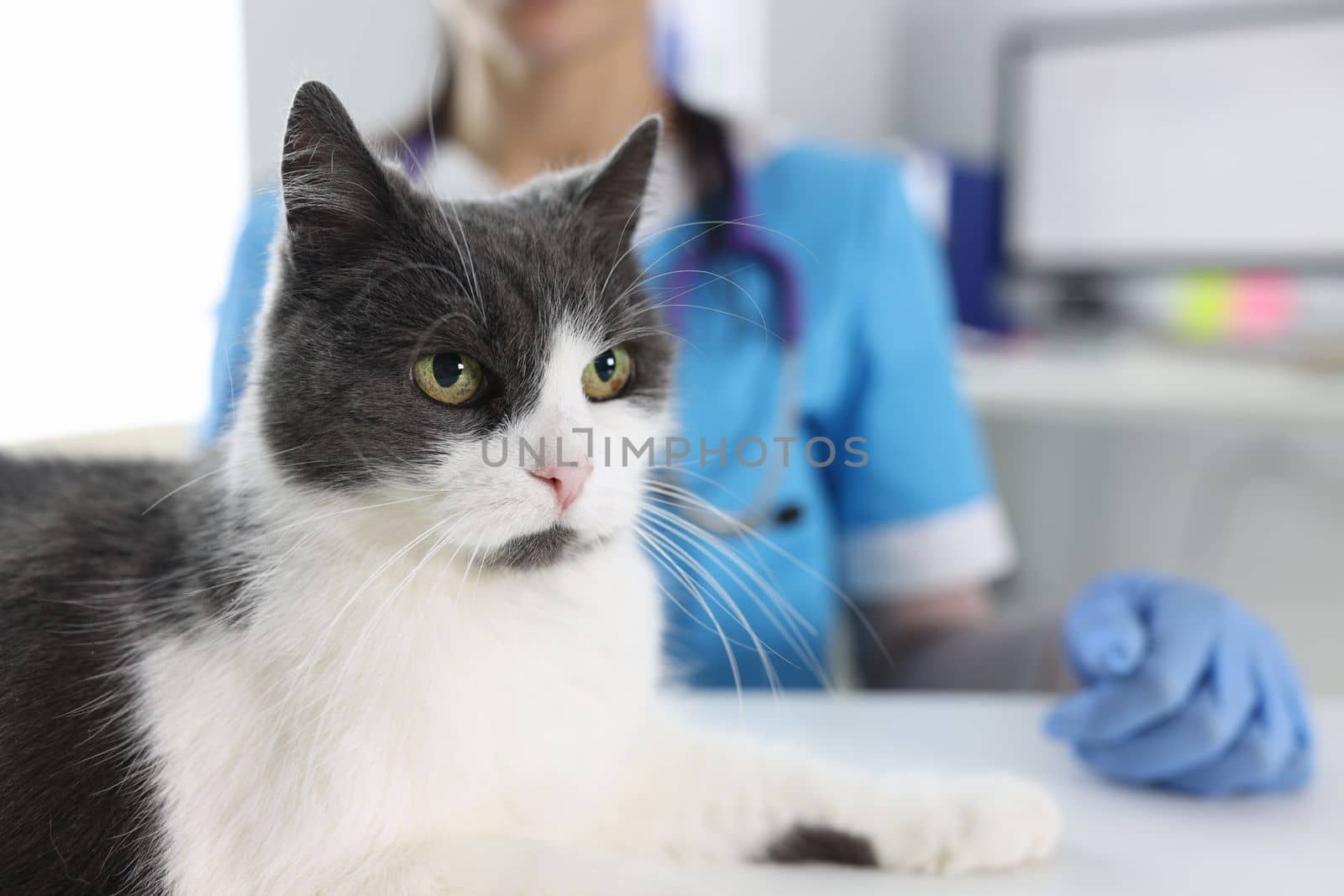 Beautiful gray white cat and veterinarian in clinic by kuprevich