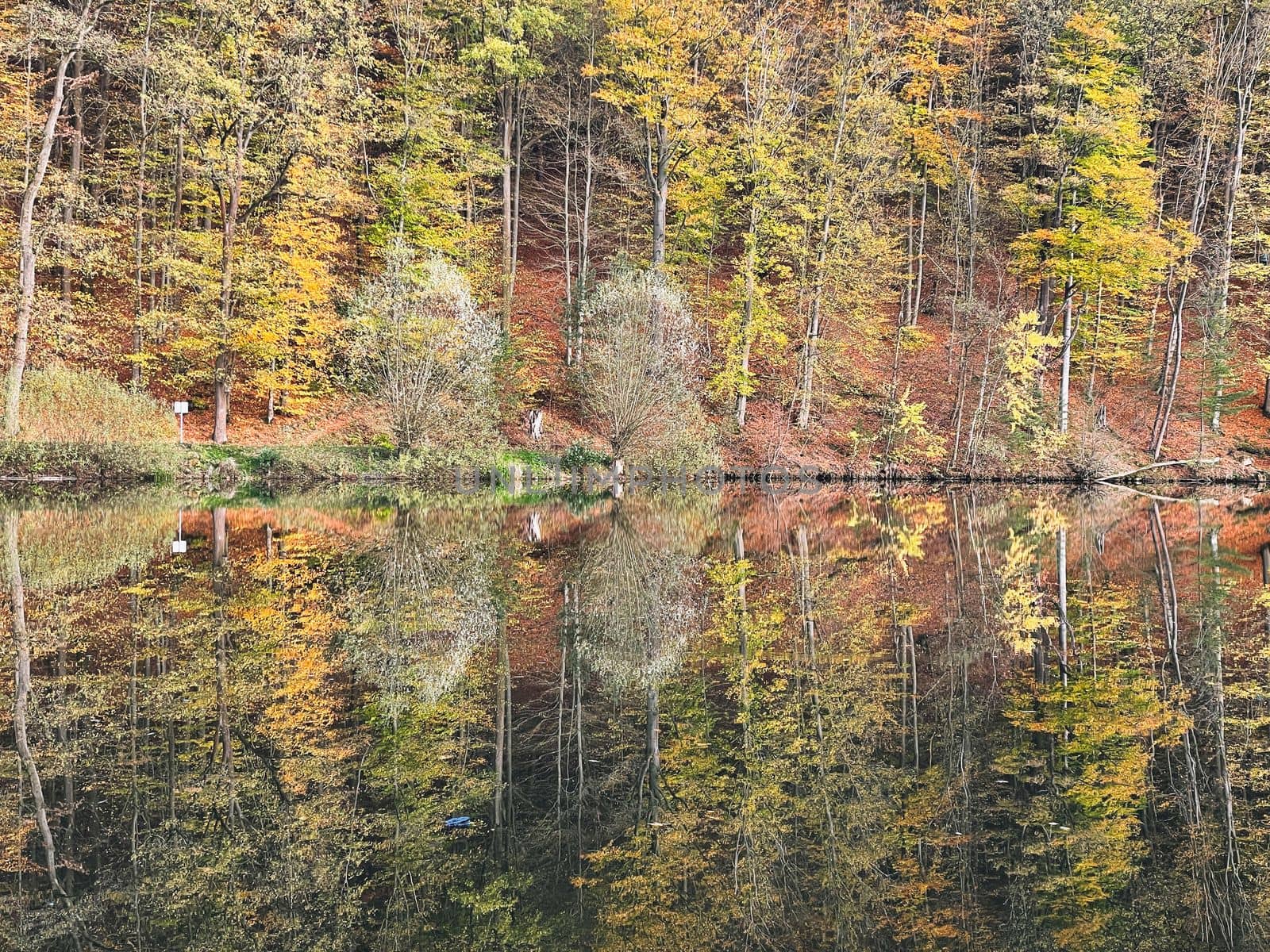 A forest lake surrounded by autumn foliage wallpaper. Forest lake in autumn background. Autumn forest lake postcard. Forest lake in autumn landscape in Marbach Fulda Hesse Germany by Costin