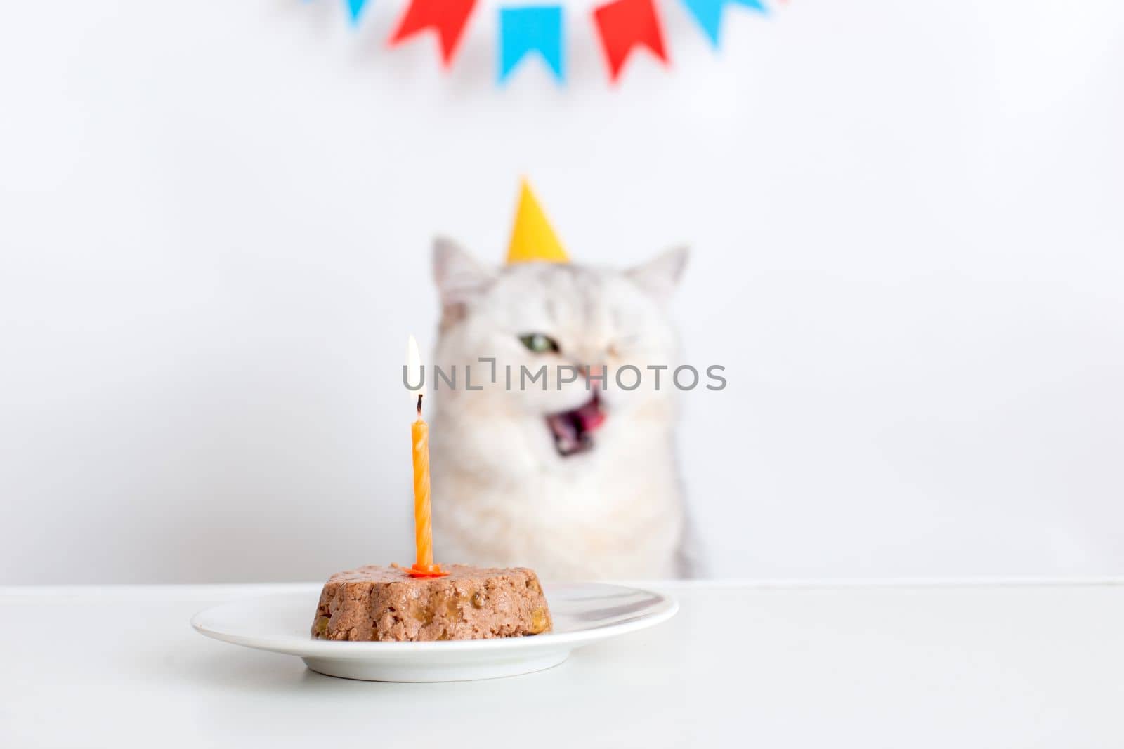 A funny white cat in a yellow paper cap sits at a white table with a canned cat cake with a burning candle and licks his lips. selective focus
