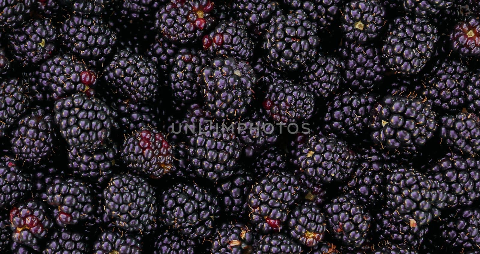 Background of freshly picked blackberries. by gelog67