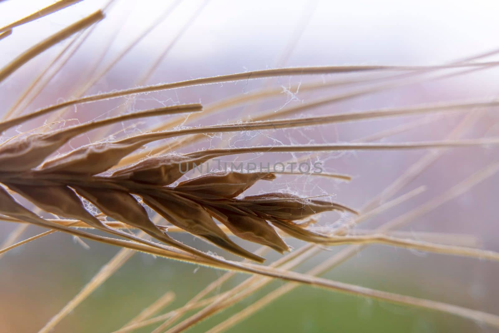 yellow dry spikelet close-up. plant background. nature.