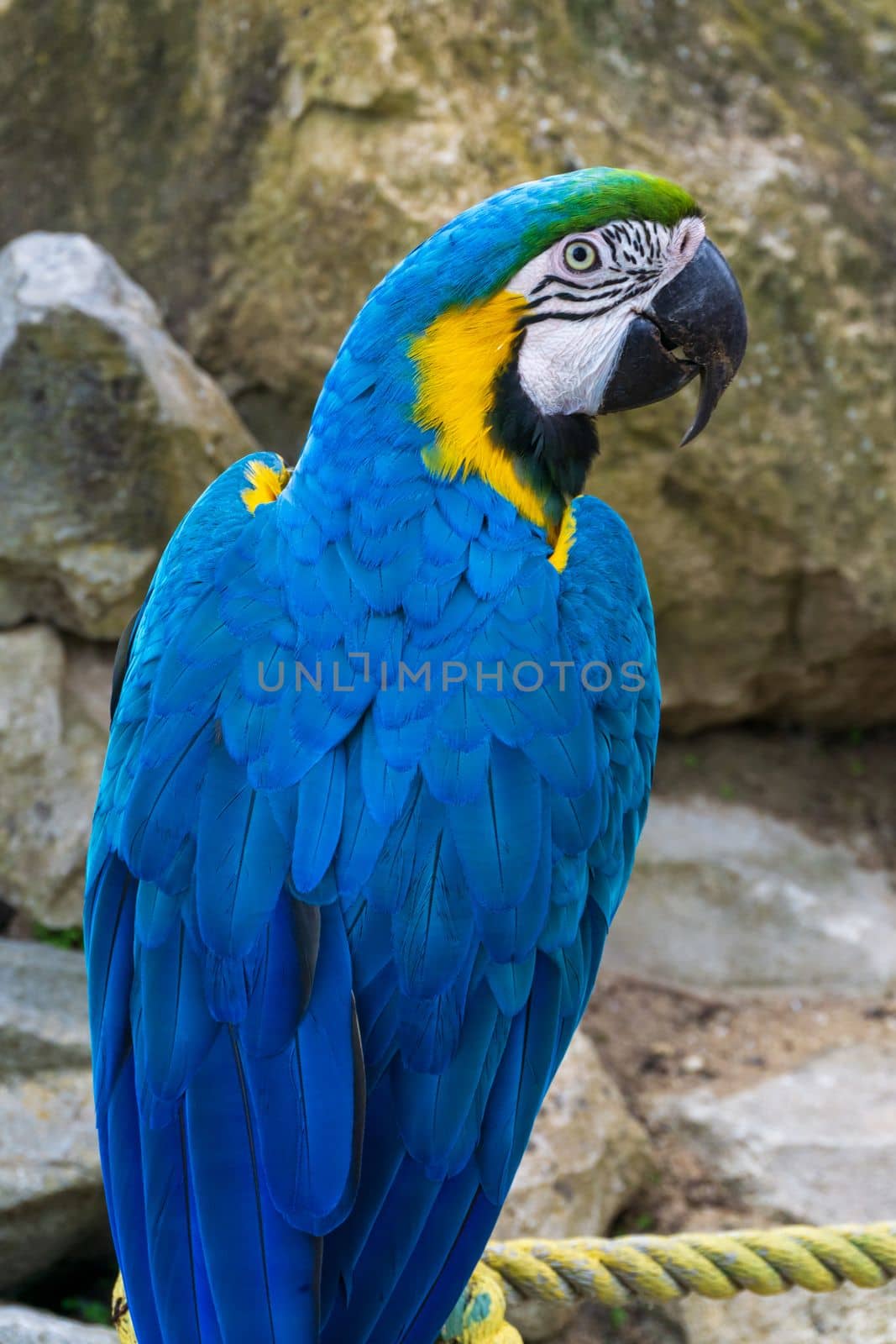 Giant blue macaw parrot in the park close up