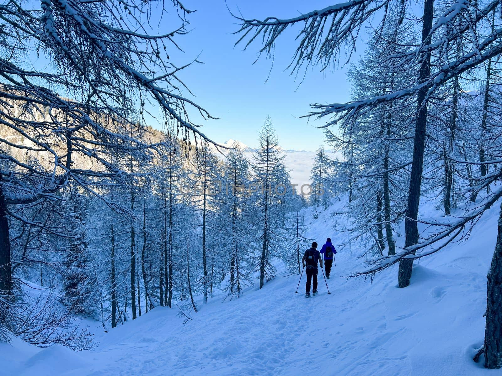 winter hikers climbing uphill trees covered with snow by Chechotkin