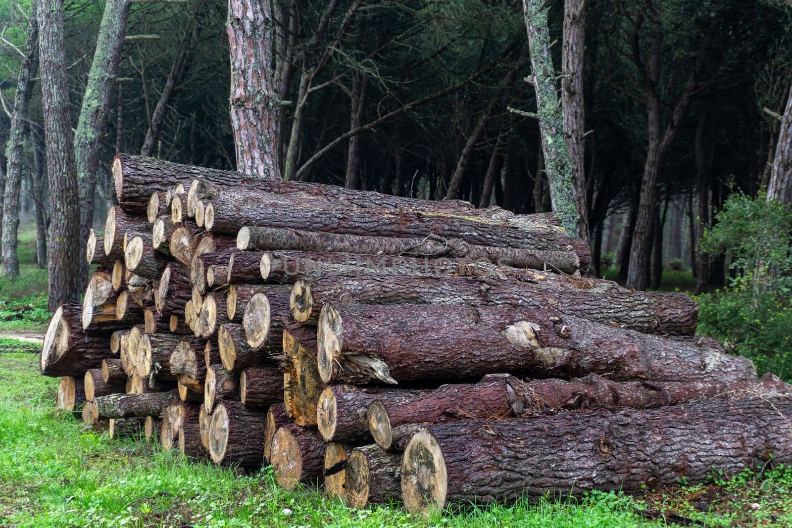 Felled conifer trunks stacked in the forest