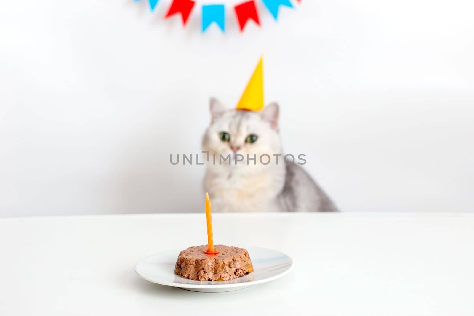 A cute white british cat in a yellow paper cap sits at a white table with a canned cat cake with a candle and licks his lips. Copy space