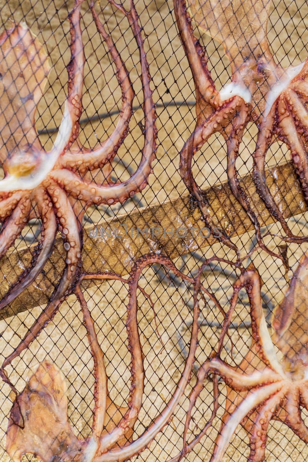 Octopus dries on a net background