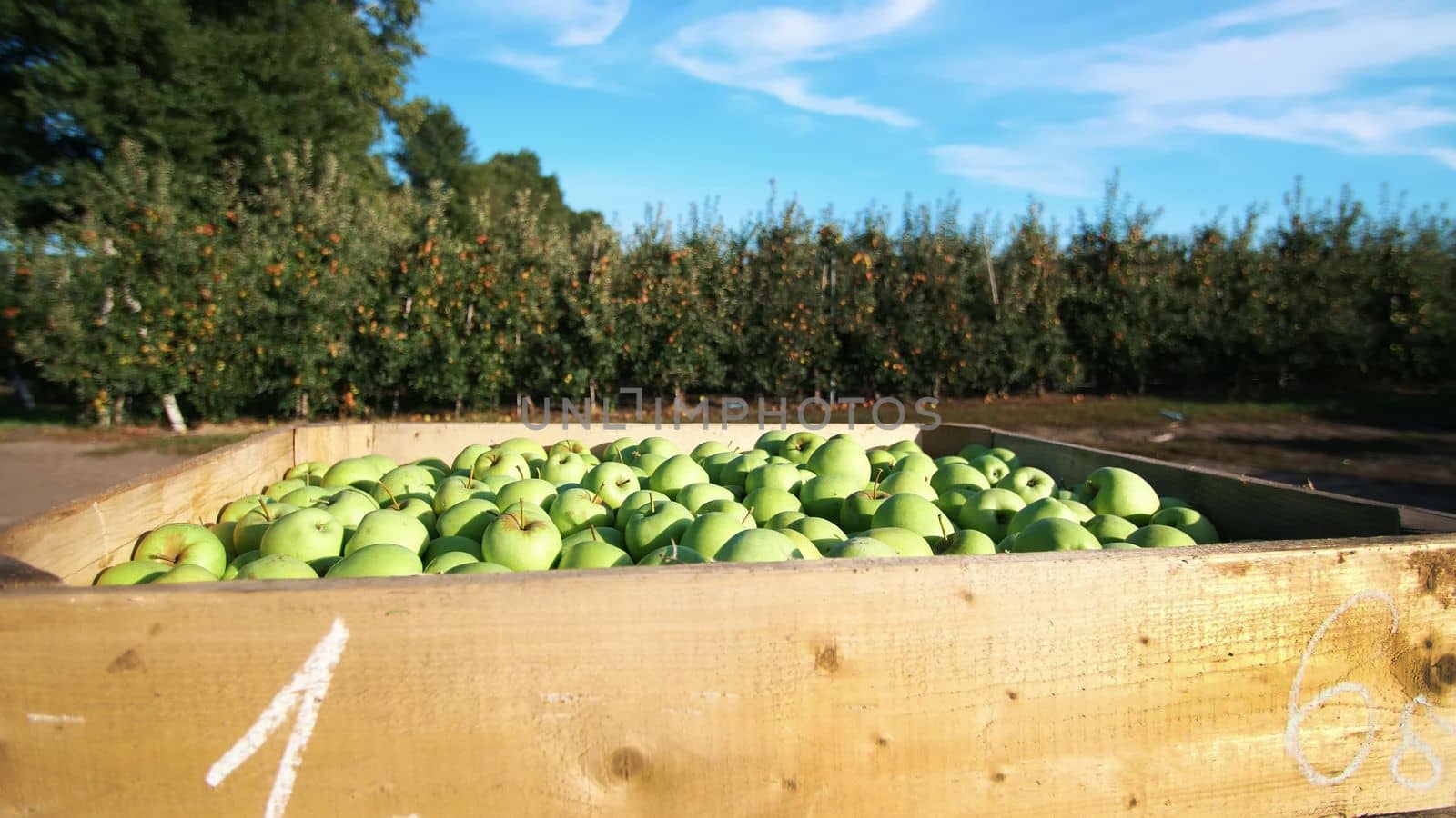 close-up, wooden container, box filled to the top with large green delicious apples during the annual harvesting period in apple orchard. fresh picked apple harvest on farm. High quality photo