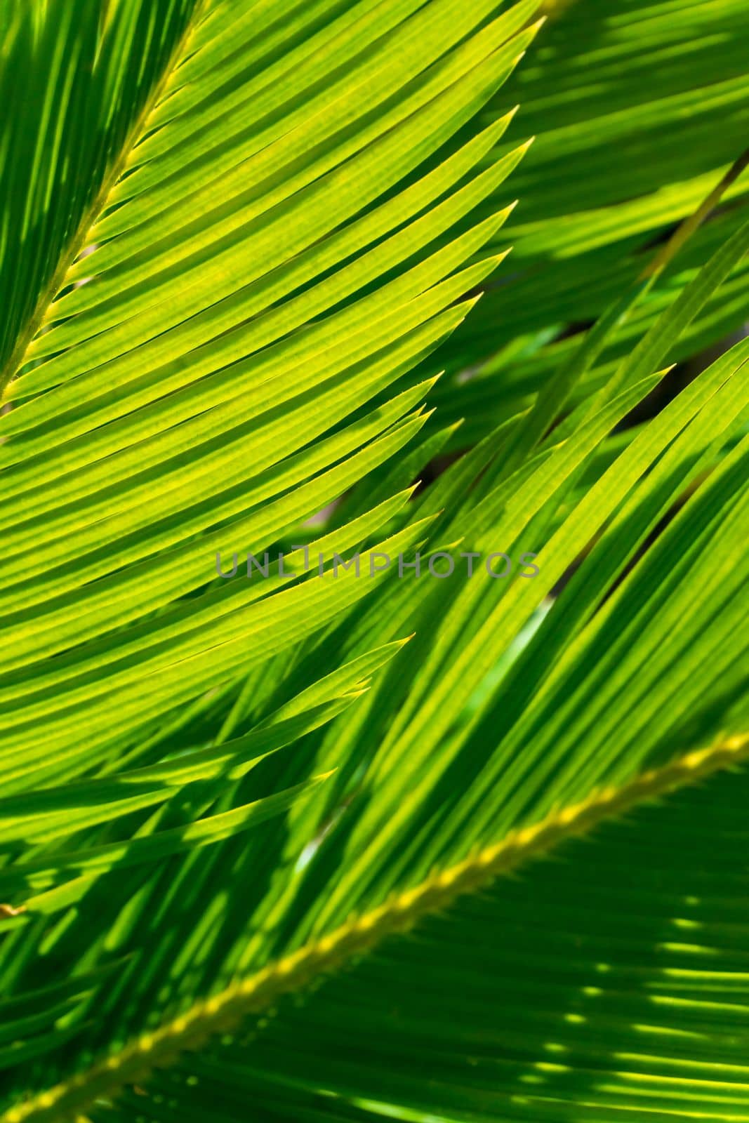 Green natural background of palm leaves by Challlenger