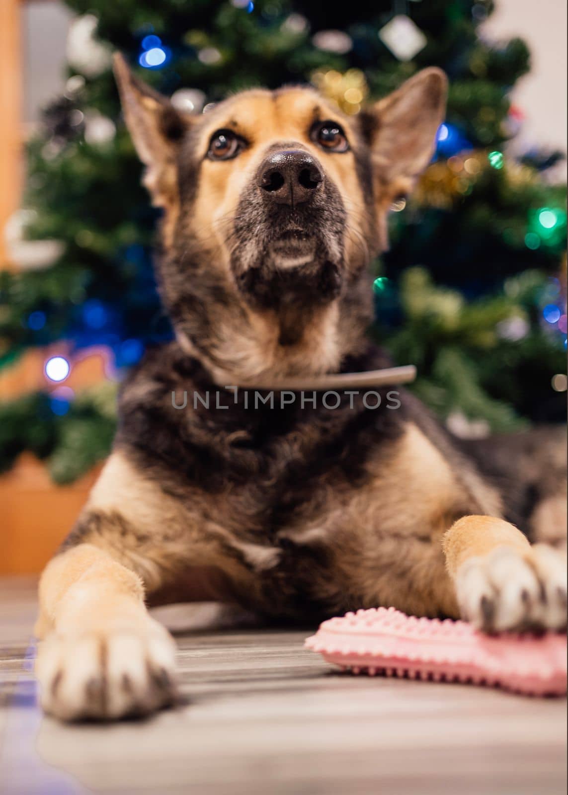Funny dog female posing in christmas setting protecting her pink toy bone.