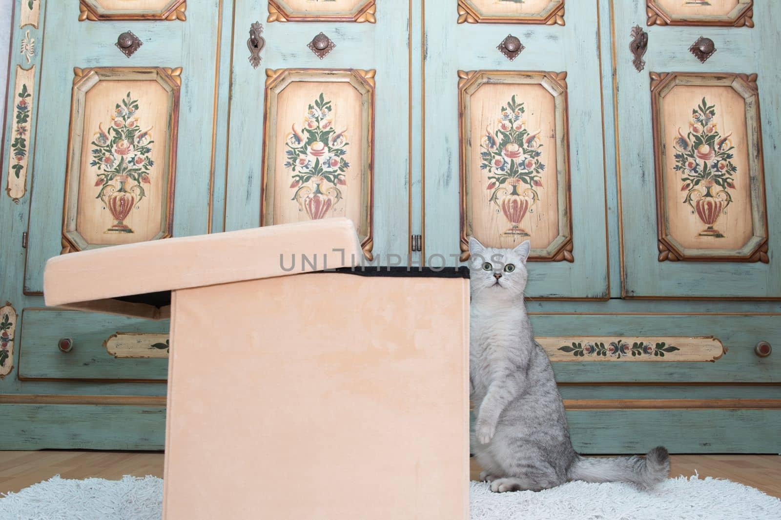 gray scottish kitten wants to get into the laundry box, pet in the room, Curious cat explores new territories, High quality photo