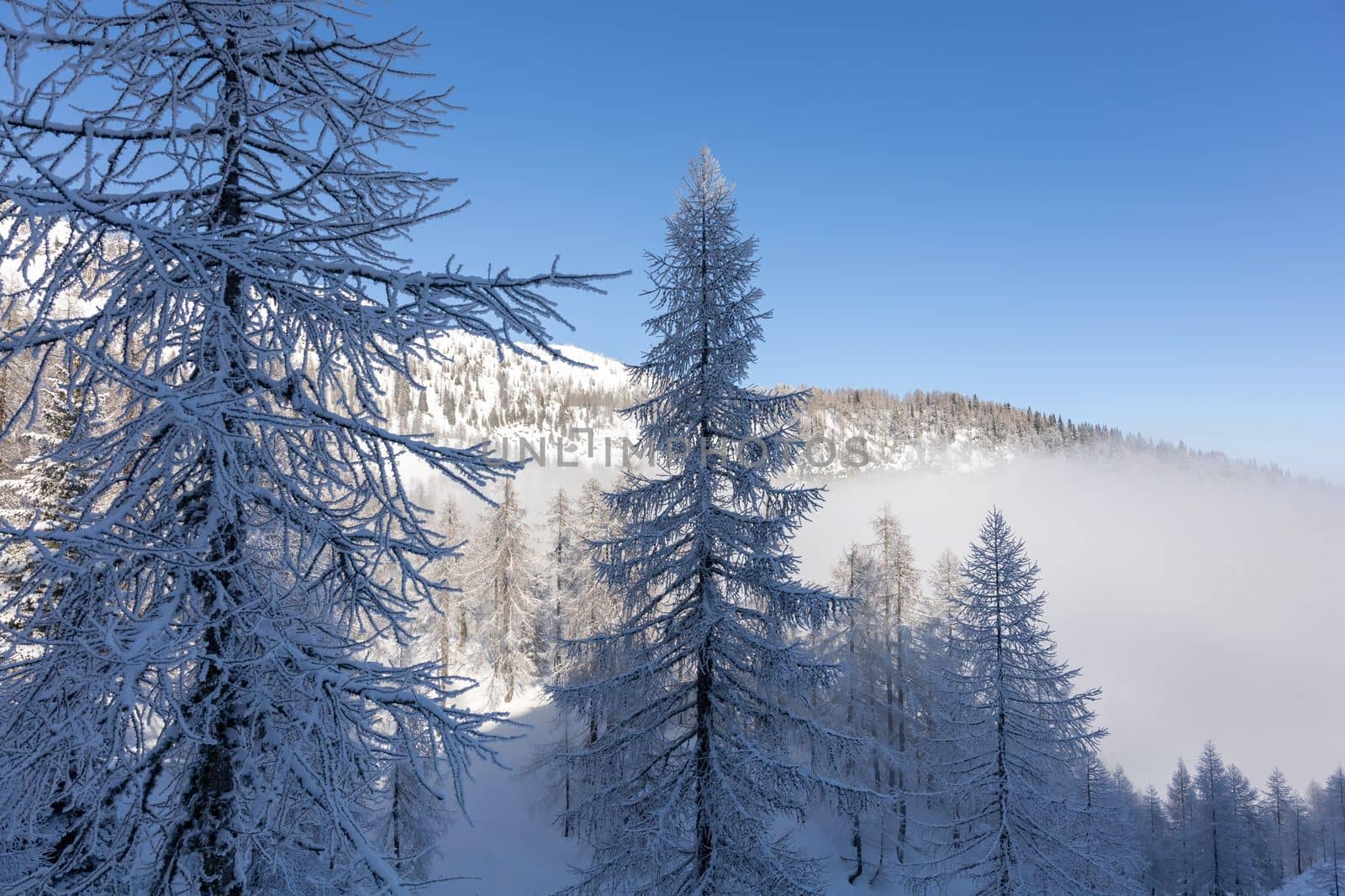 winter mountain landscape peaks and trees snow covered. High quality photo