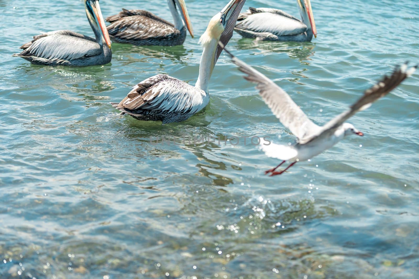 seagulls and pelicans in the ocean water. 