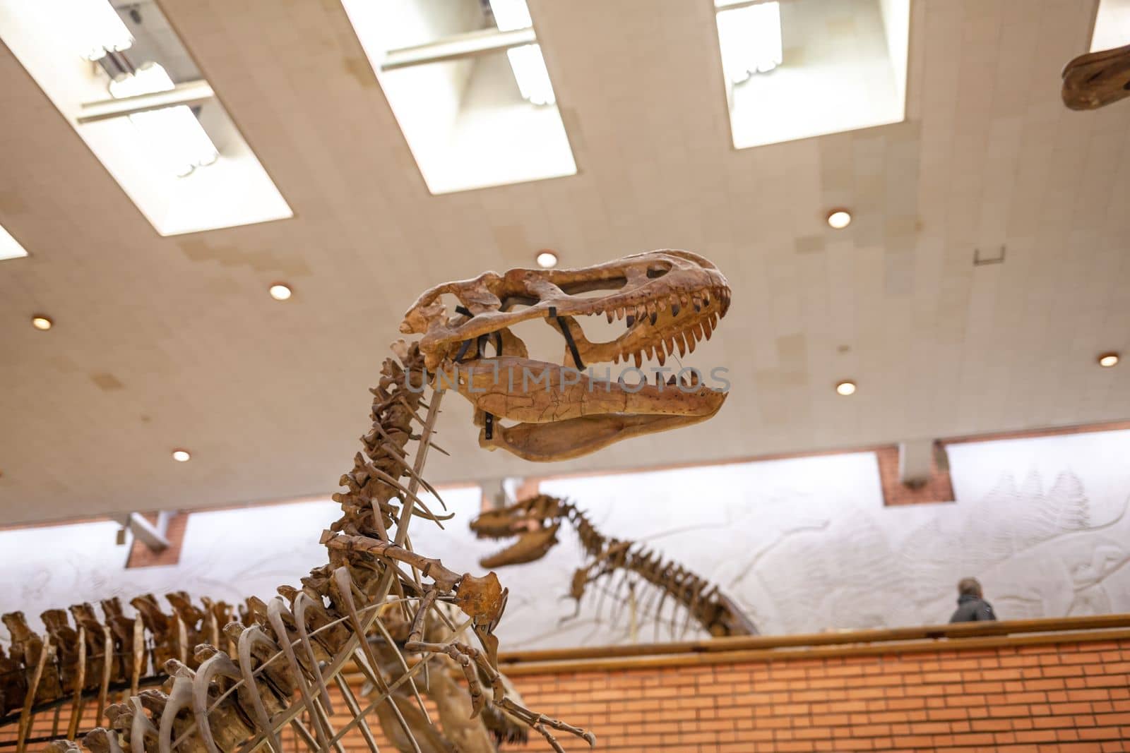 20.11. 2022, Moscow, Russia, Yu.A. Orlov Paleontological Museum, Tricerapers Dinosaur Skeleton. Tyrannosaurus rex skull, Giant Dinosaur. T-rex skeleton