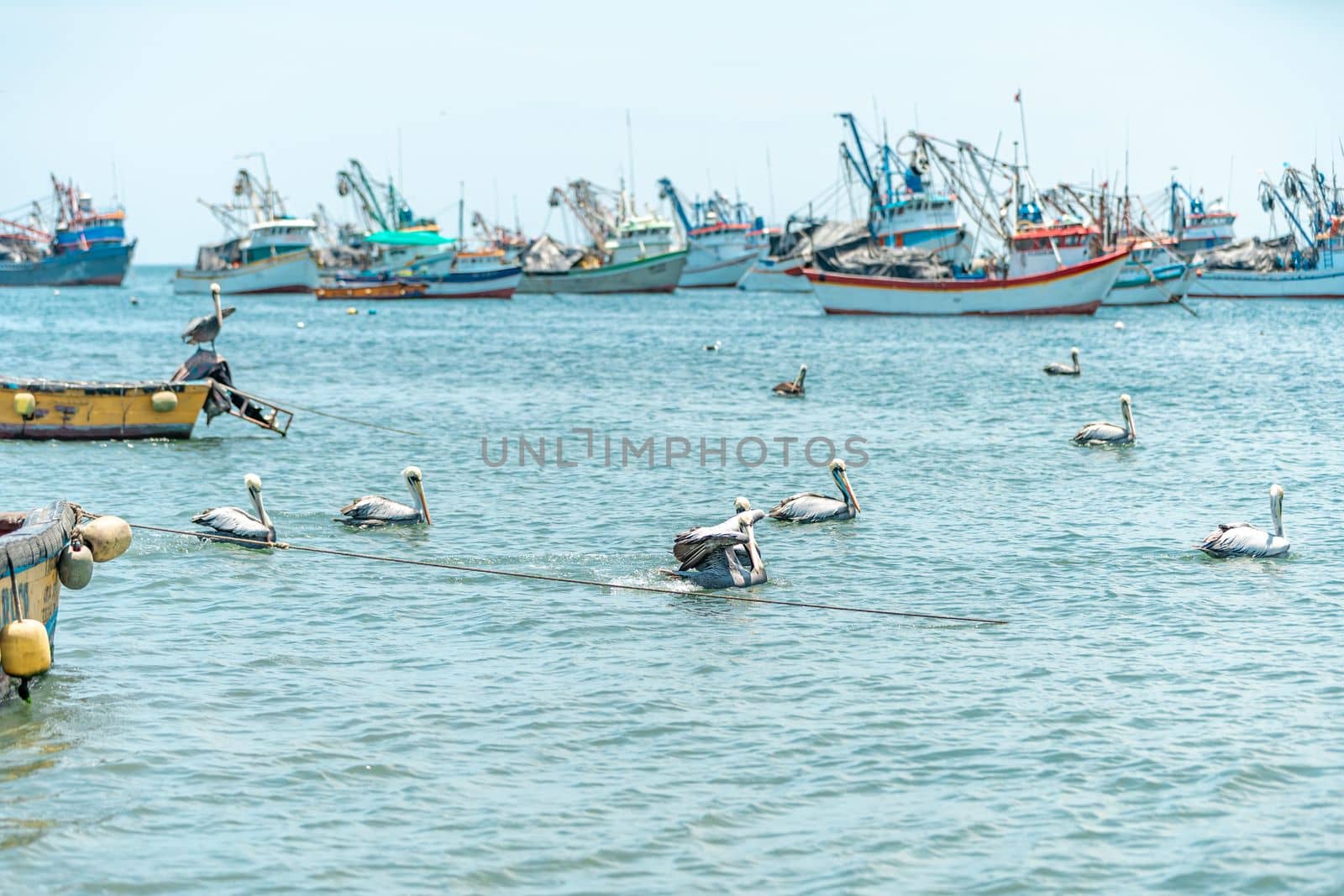 fishing boats and pelicans in the sea