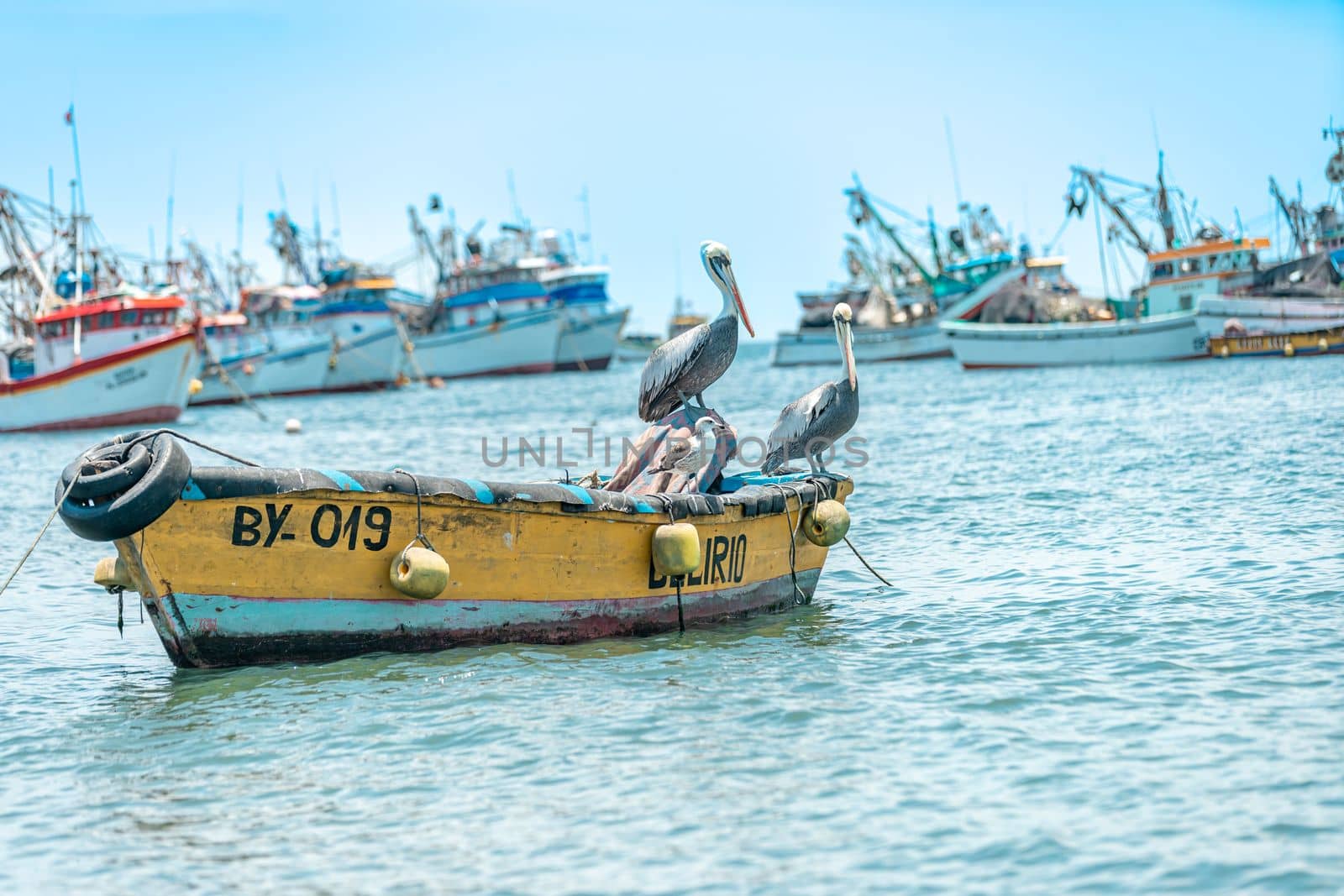 pelicans by the ocean shore on a fishing boat. 