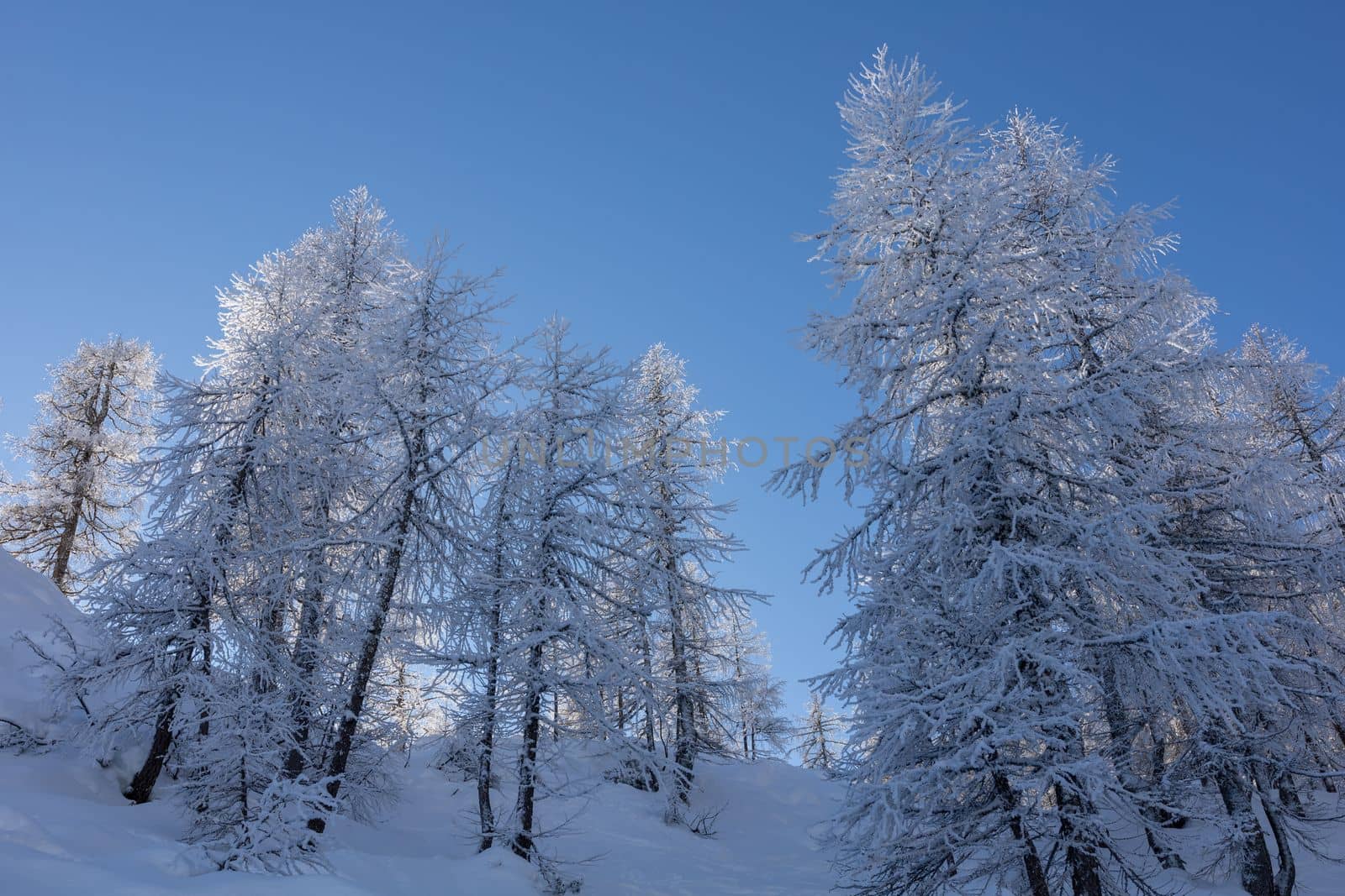 winter mountain landscape peaks and trees snow covered. High quality photo