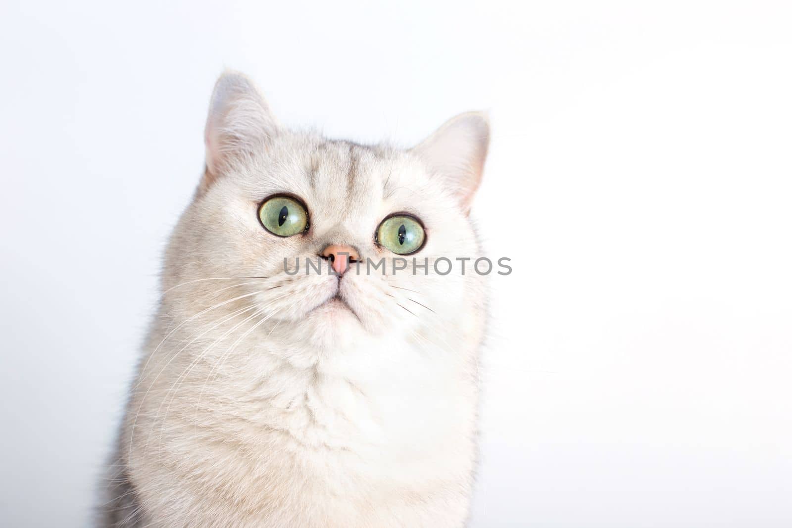 Portrait of a beautiful white British cat with green eyes, on a white background, looks up. Copy space