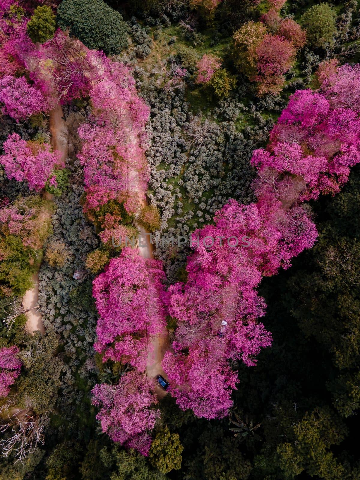 Sakura Cherry Blossom in Chiang Mai Khun Chan Khian Thailand at Doi Suthep, Aerial view of pink cherry blossom trees on mountains, Chiang Mai in Thailand during winter. 