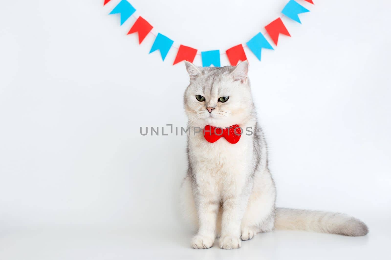 A disgruntled white cat in a red bow tie sits on a white background under different garlands and looks away. copy space