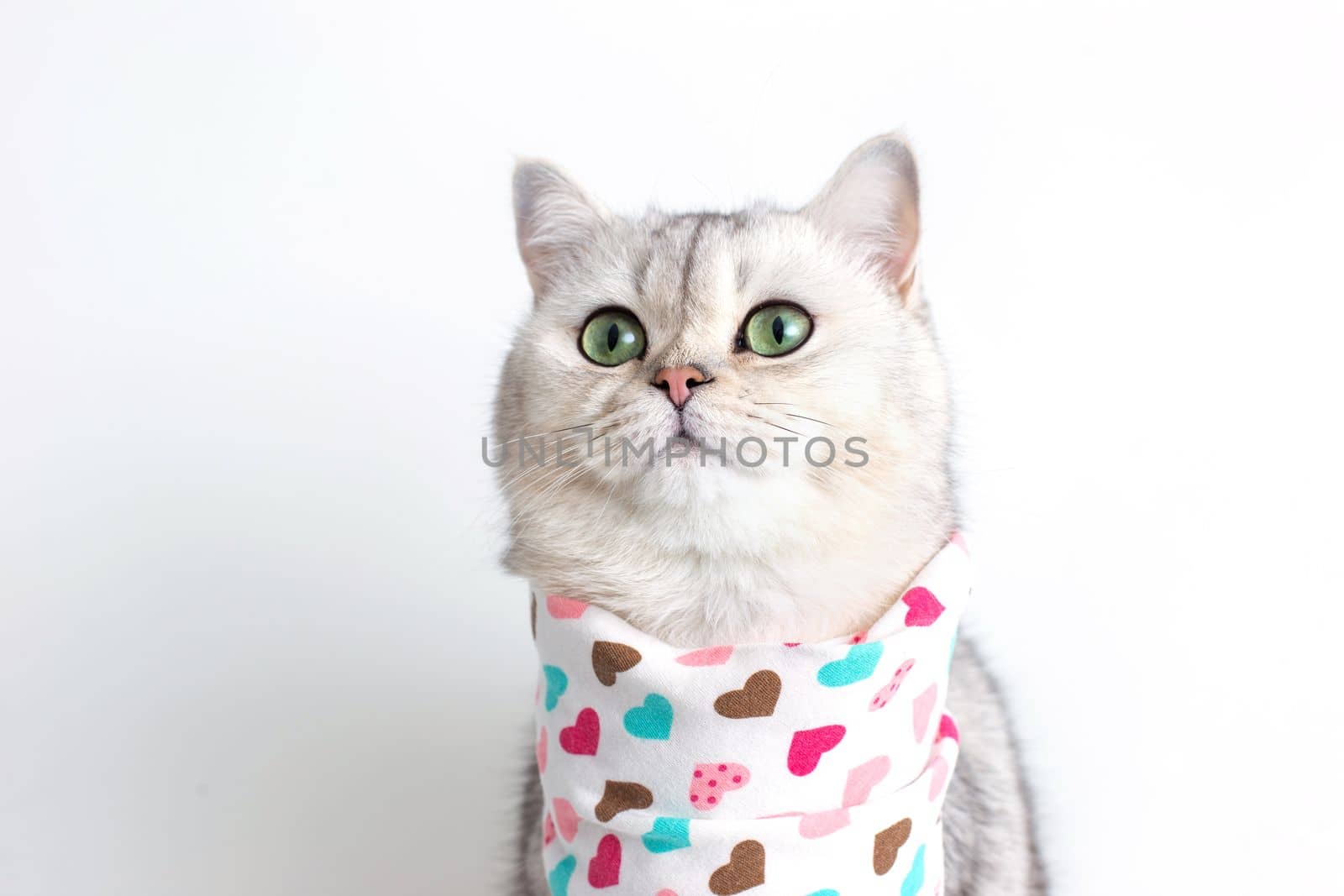 A cute white cat sits on a white background, with a bib in hearts. Copy space. Close up
