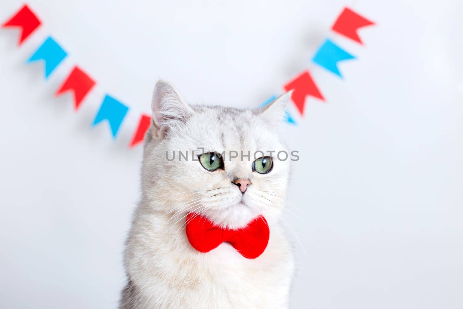 Portrait of a sad white cat in a red bow tie sitting on a white background under colorful flags. Copy space. Close-up