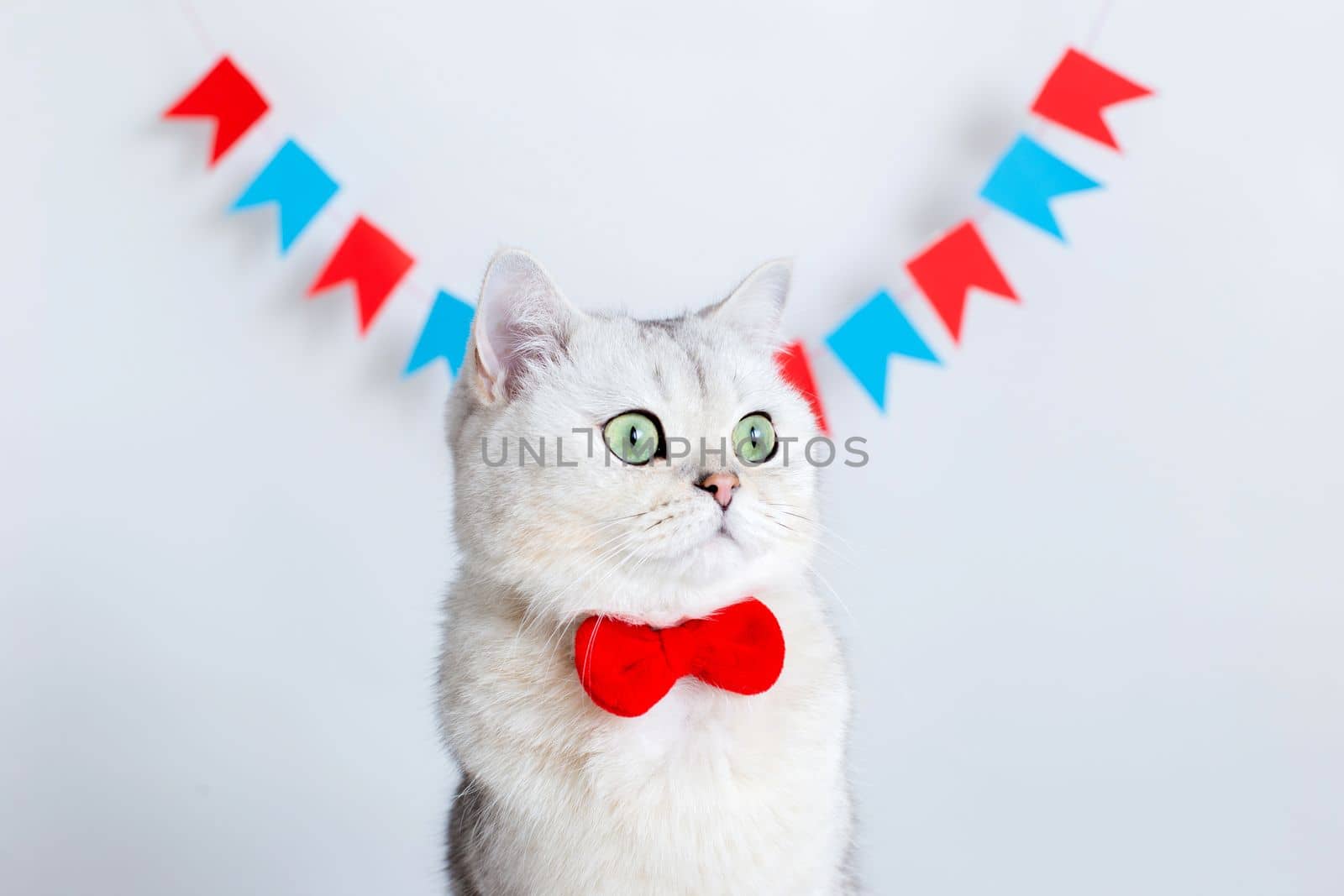 Portrait of adorable white cat in a red bow tie sitting on a white background under colorful flags. Copy space. Close up