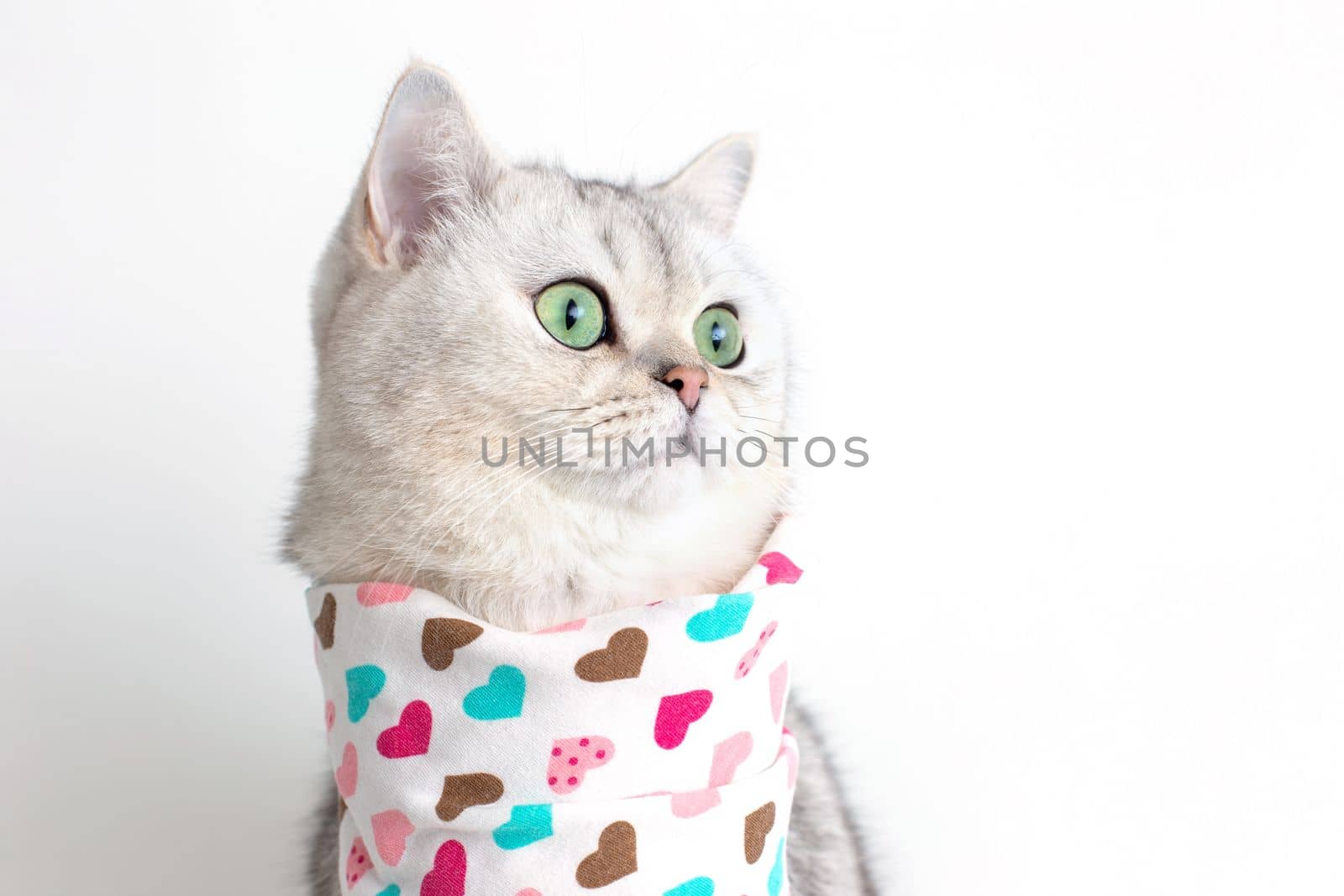 Charming white cat sits on a white background with a bib in hearts, looks to the side. Copy space. Close-up