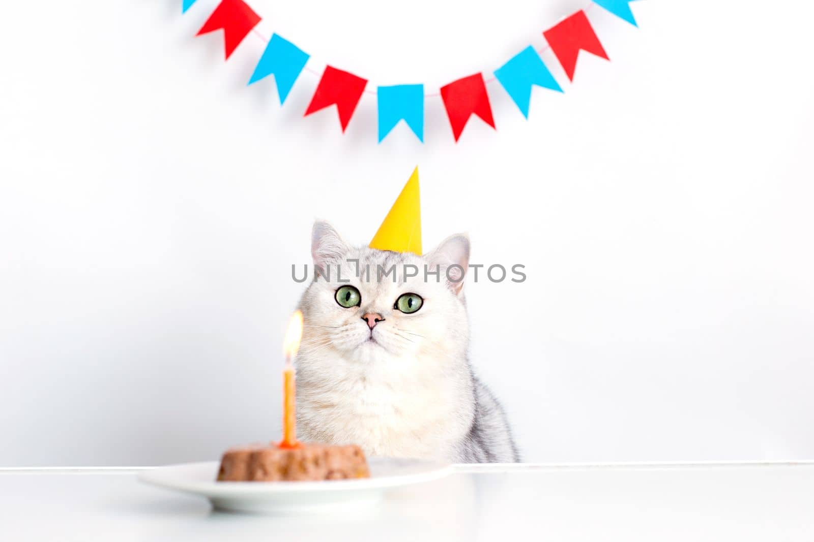 Adorable cat in a yellow paper cap, sitting at a white table with a canned cat cake, on a white saucer and an orange candle.