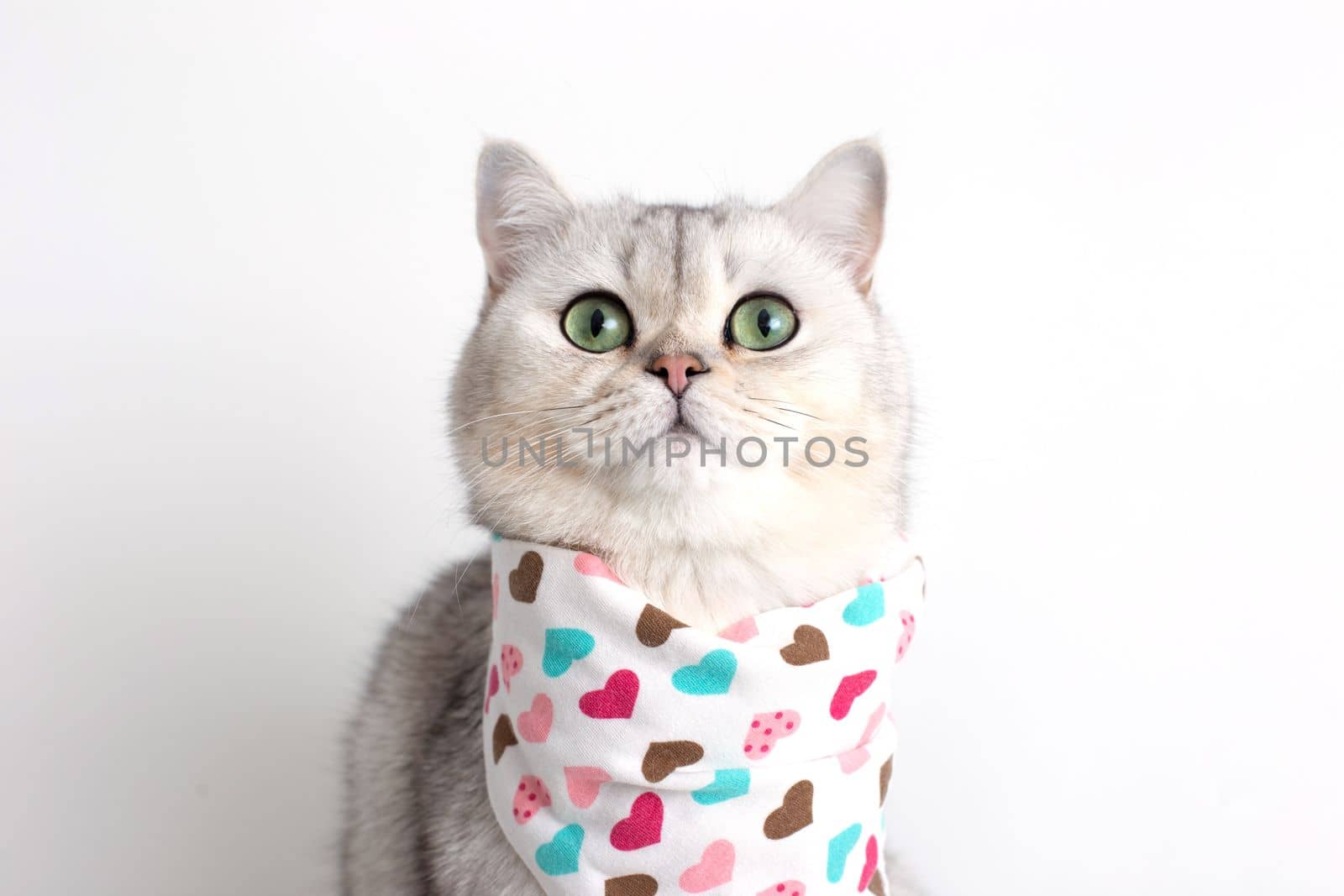 A white cat sits on a white background, with a bib in hearts. Copy space. Close up