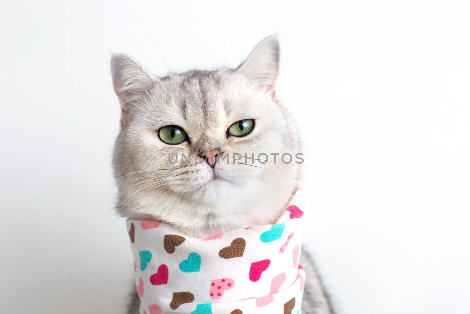 Disgruntled white cat sits on a white background with a bib in hearts. Copy space. Close-up