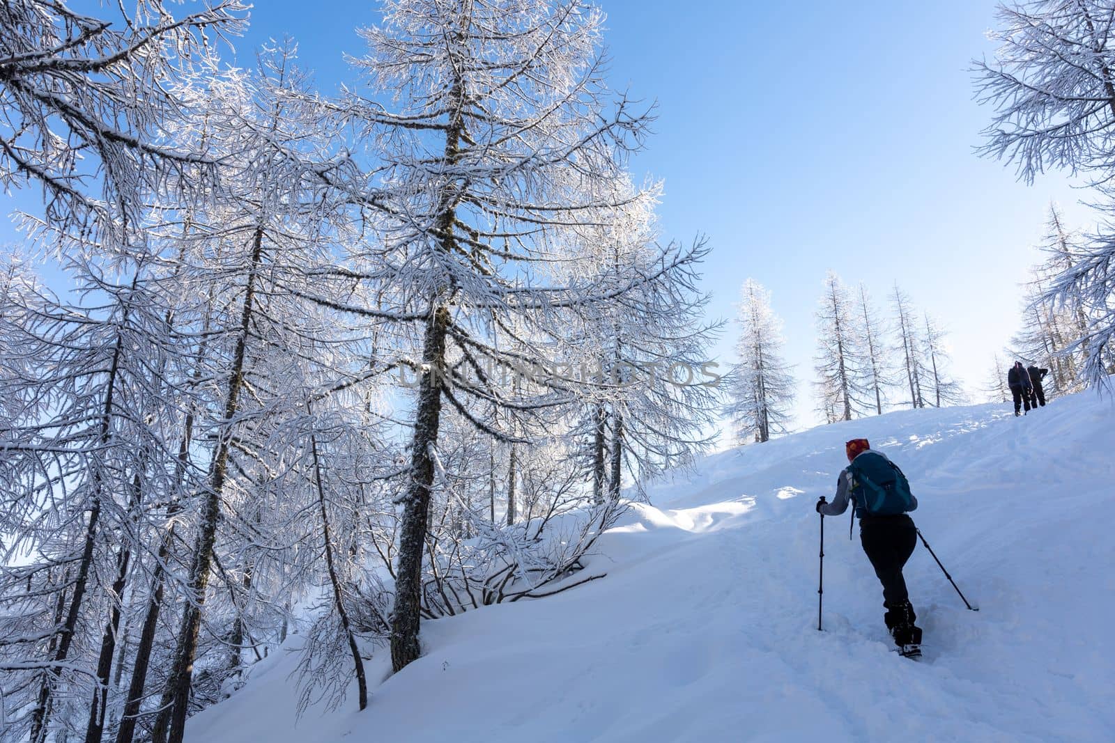 winter hikers climbing uphill trees covered with snow by Chechotkin