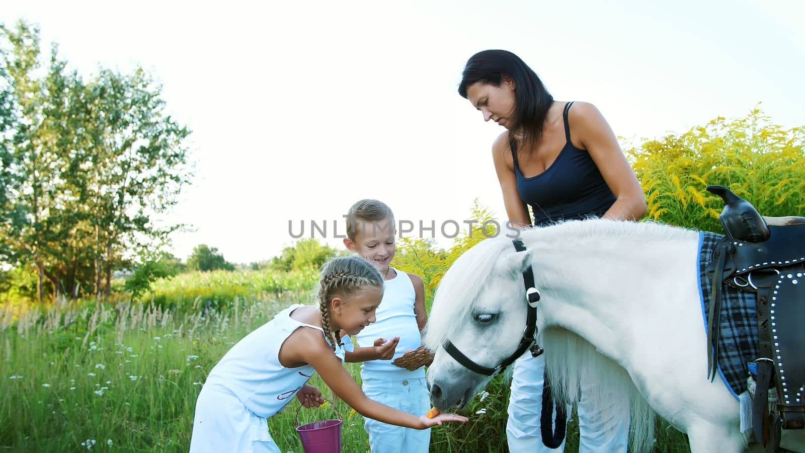 Children, a boy and a girl of seven years, fed a white pony, give to eat carrots. Cheerful, happy family vacation. Outdoors, in the summer, near the forest. High quality photo