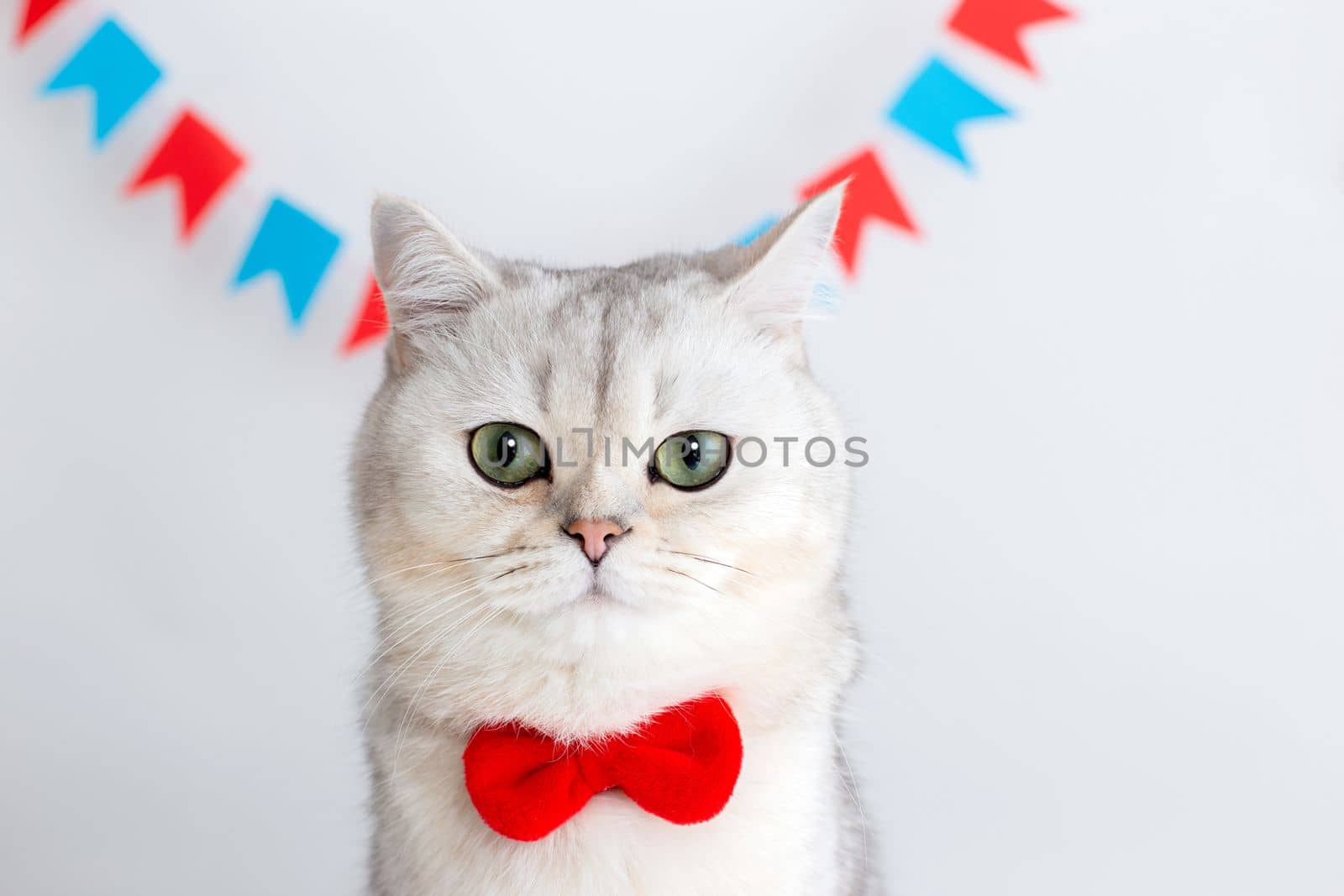 Cute white cat in a red bow tie sitting on a white background under colorful flags, looking at camera. Copy space. Close up