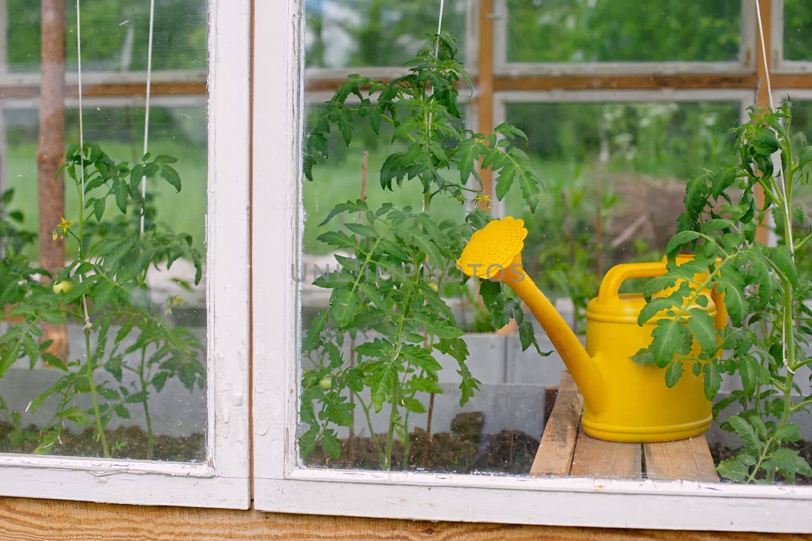 A yellow plastic watering can stands near tomato plants in a white homemade wooden greenhouse.