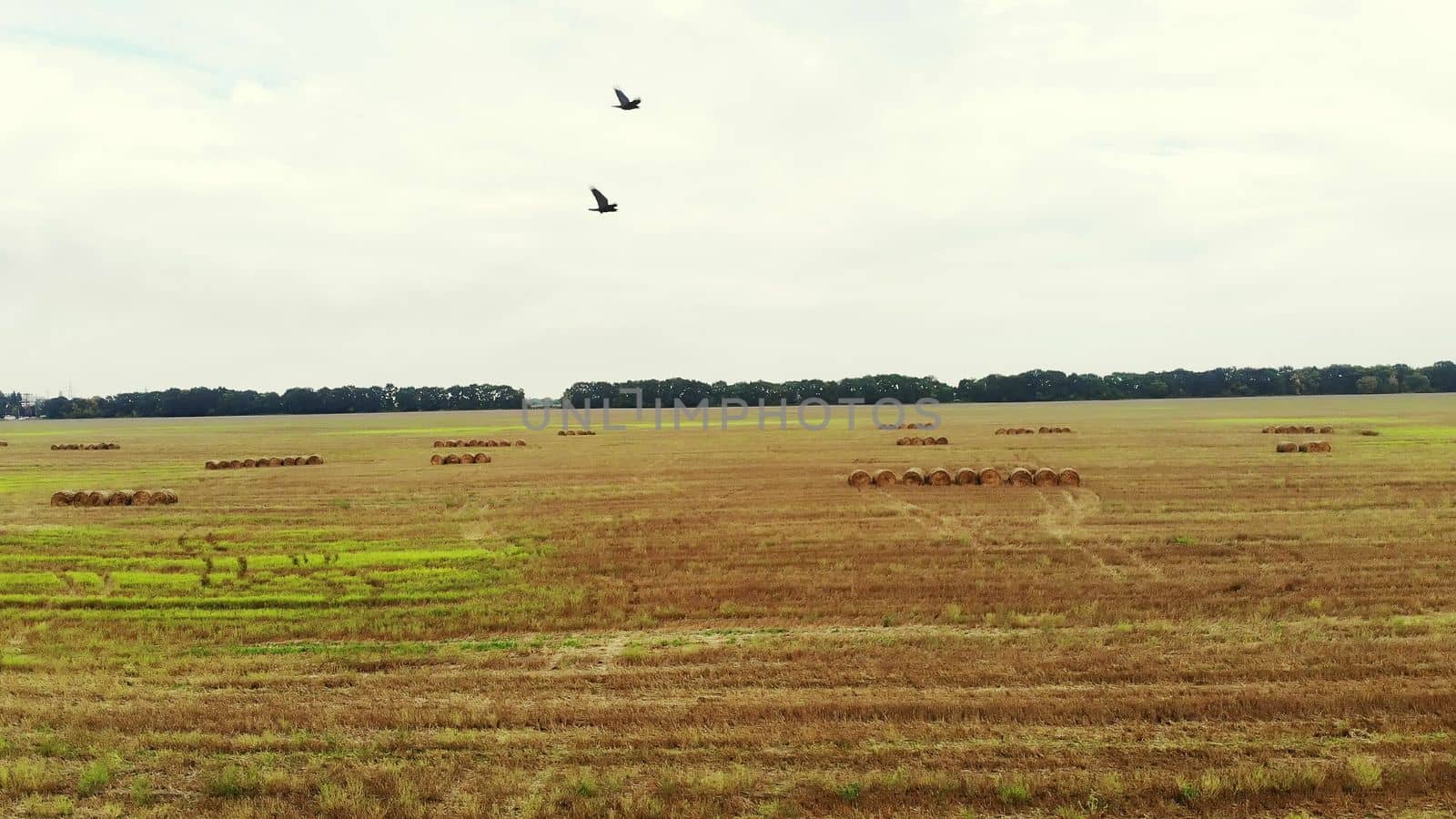 aero video filming. a large field of mown wheat, after harvesting. many sheaves, large bales of straw. day summer. High quality photo