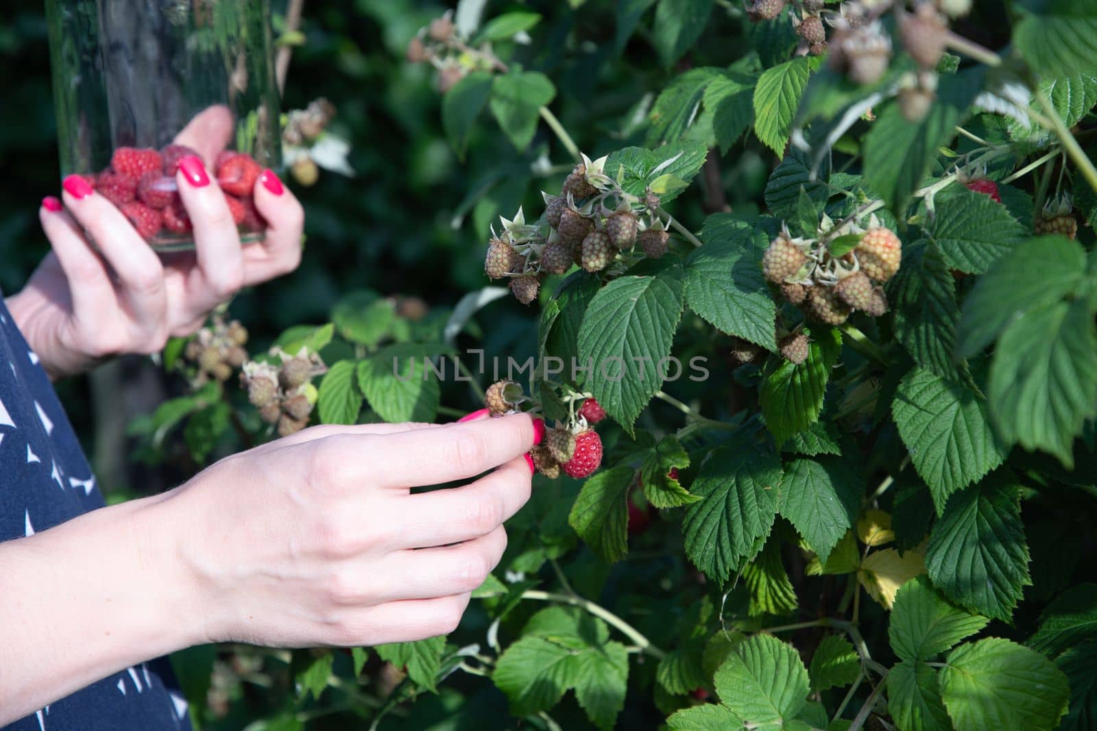 yung woman picks ripe raspberries in a basket, summer harvest of berries and fruits, sweet vitamins all year round. High quality photo