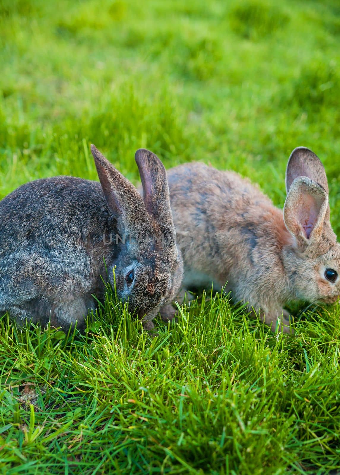 two rabbits eat grass in the garden