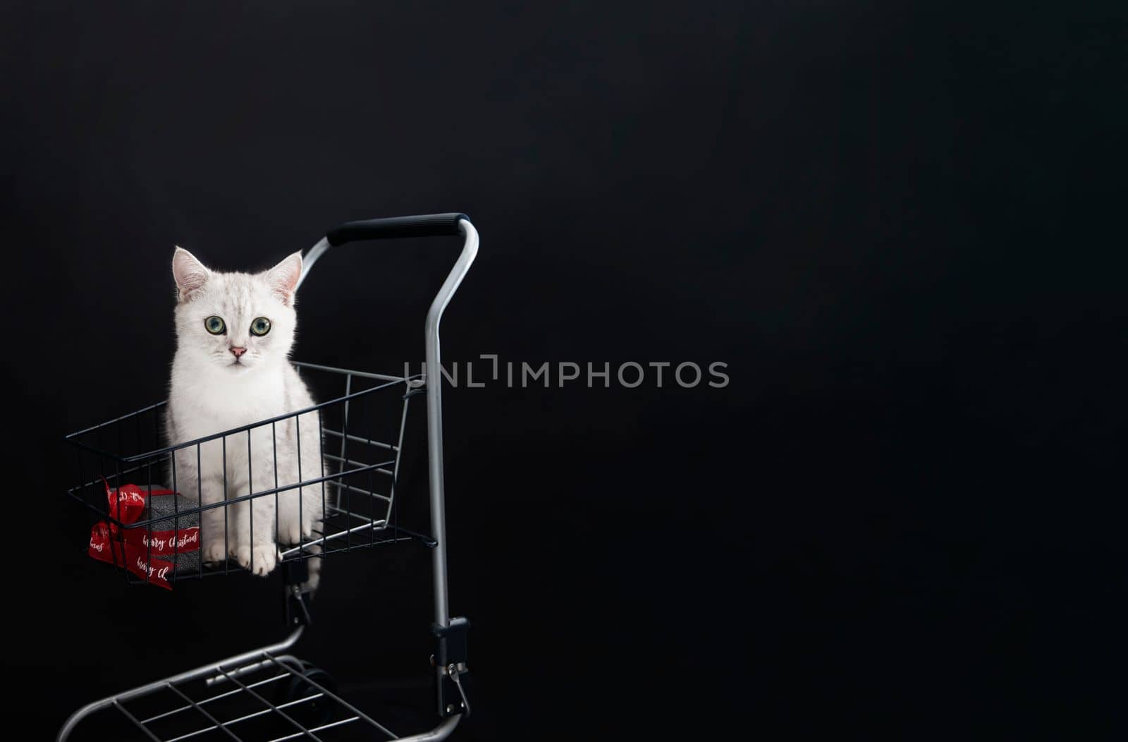 small scottish kitten in a shopping cart along with gift boxes pet for christmas as a gift, High quality photo