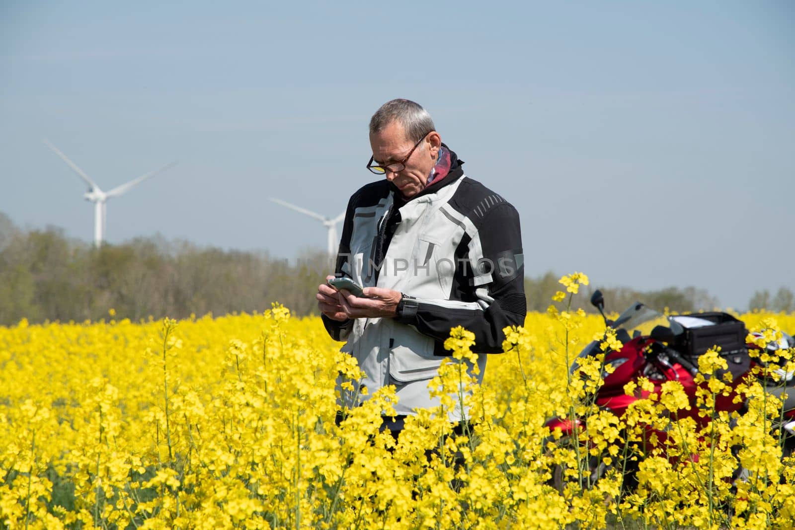 a middle-aged biker in the middle of a field of flowering yellow rapeseed is looking for a way using a smartphone navigator using technology. High quality photo