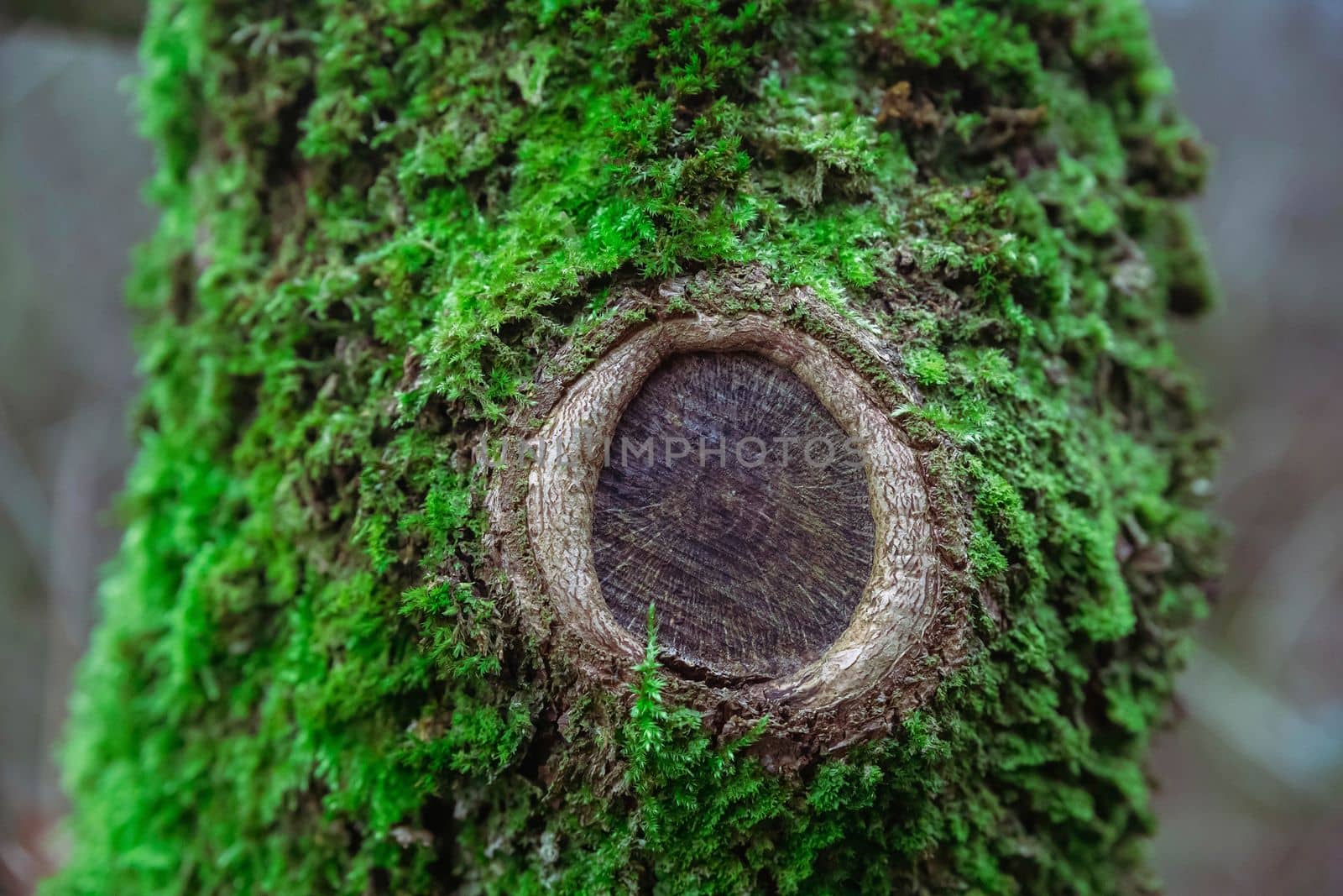 Tree covered with moss in the forest.