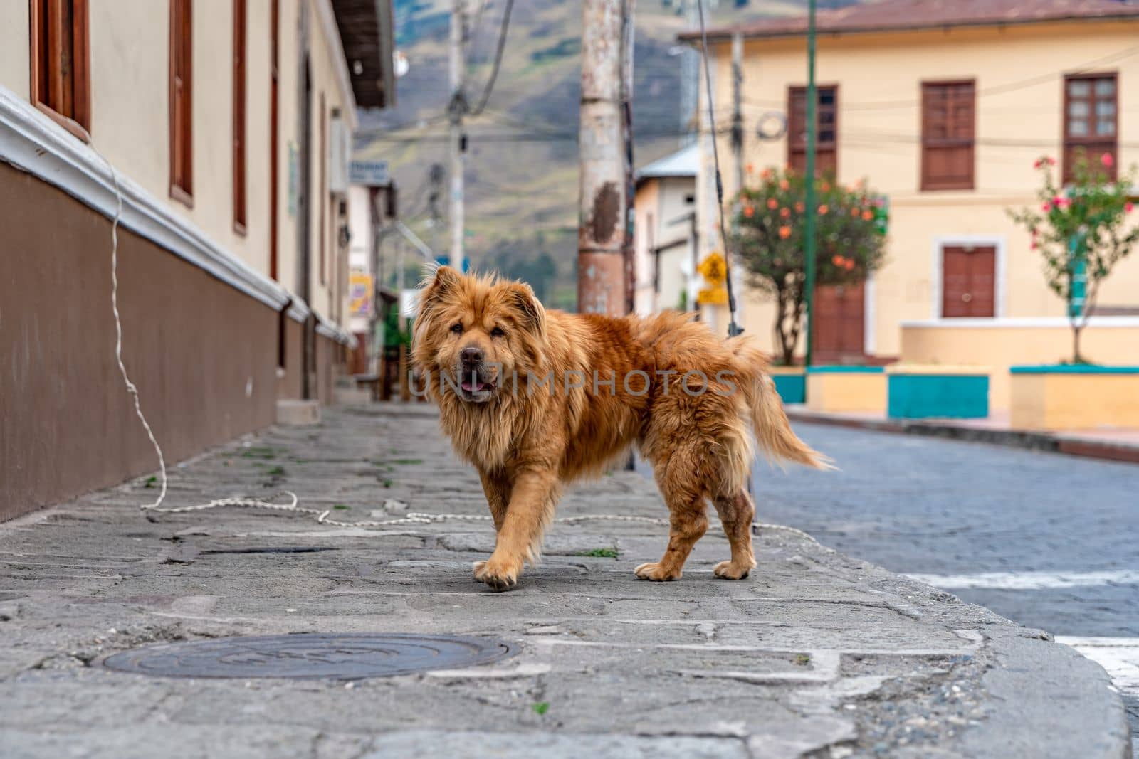 dog on the city street by Edophoto