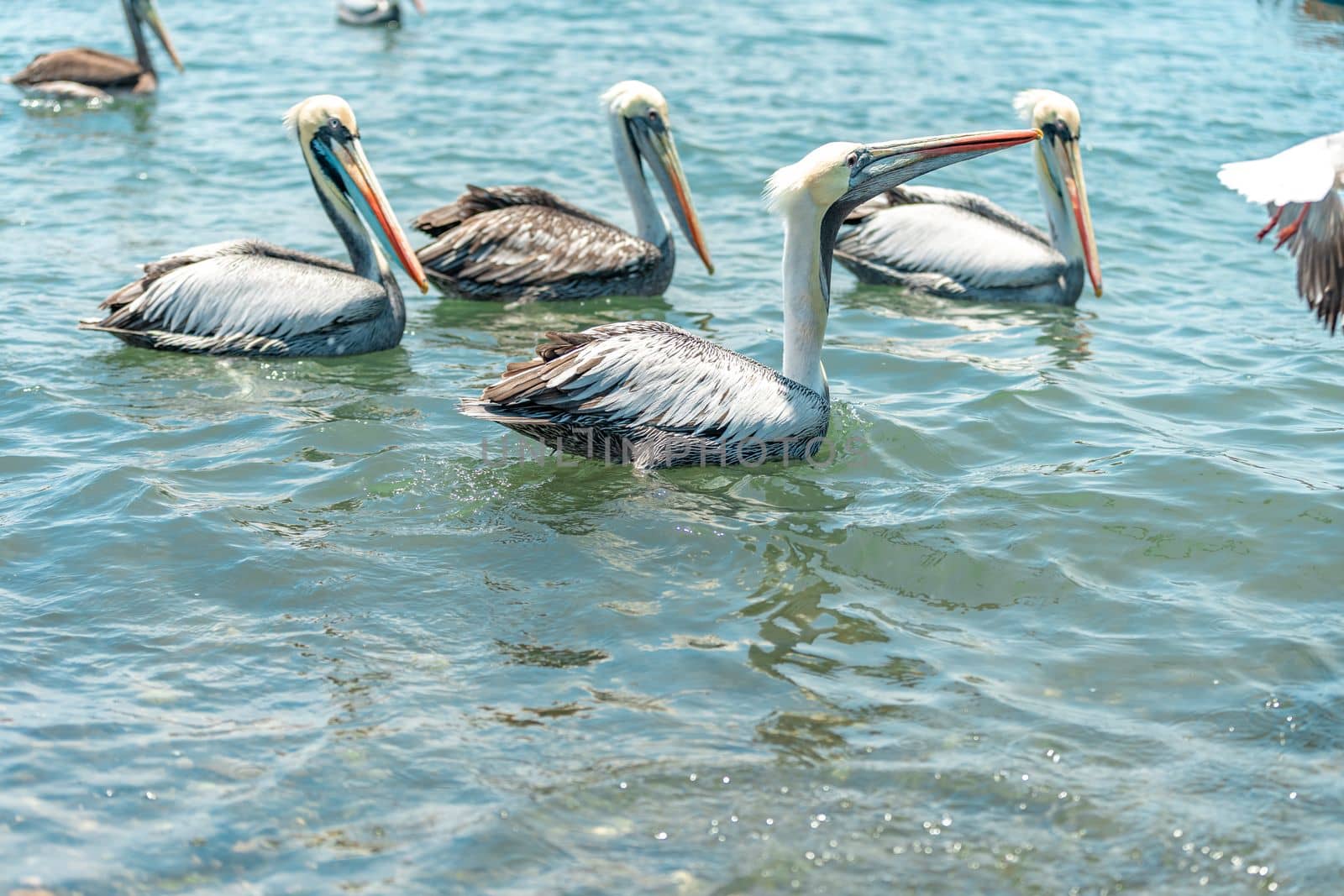 pelicans in nature in the water by Edophoto