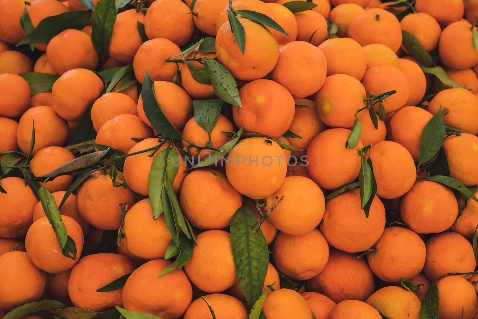 Fresh Oranges fruits at farmer market. Top view by koldunov