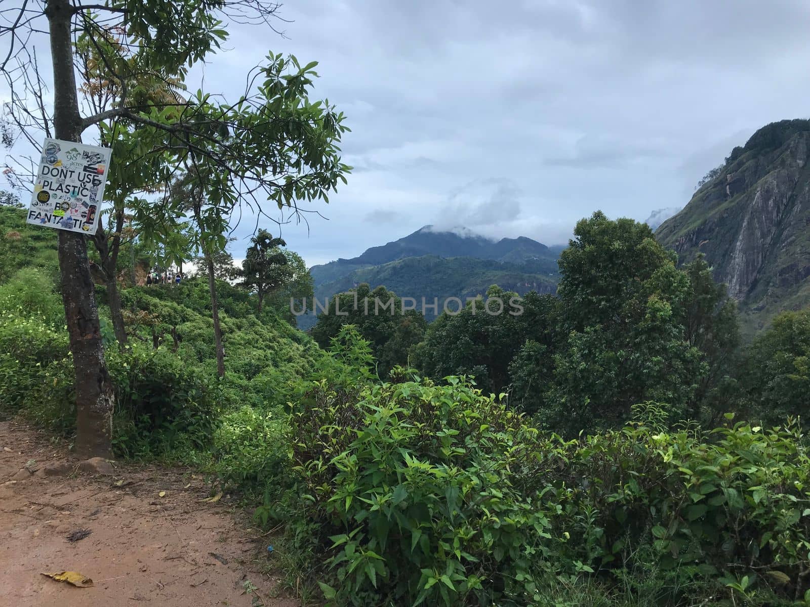 tea plantations in sri lanka. High quality photo