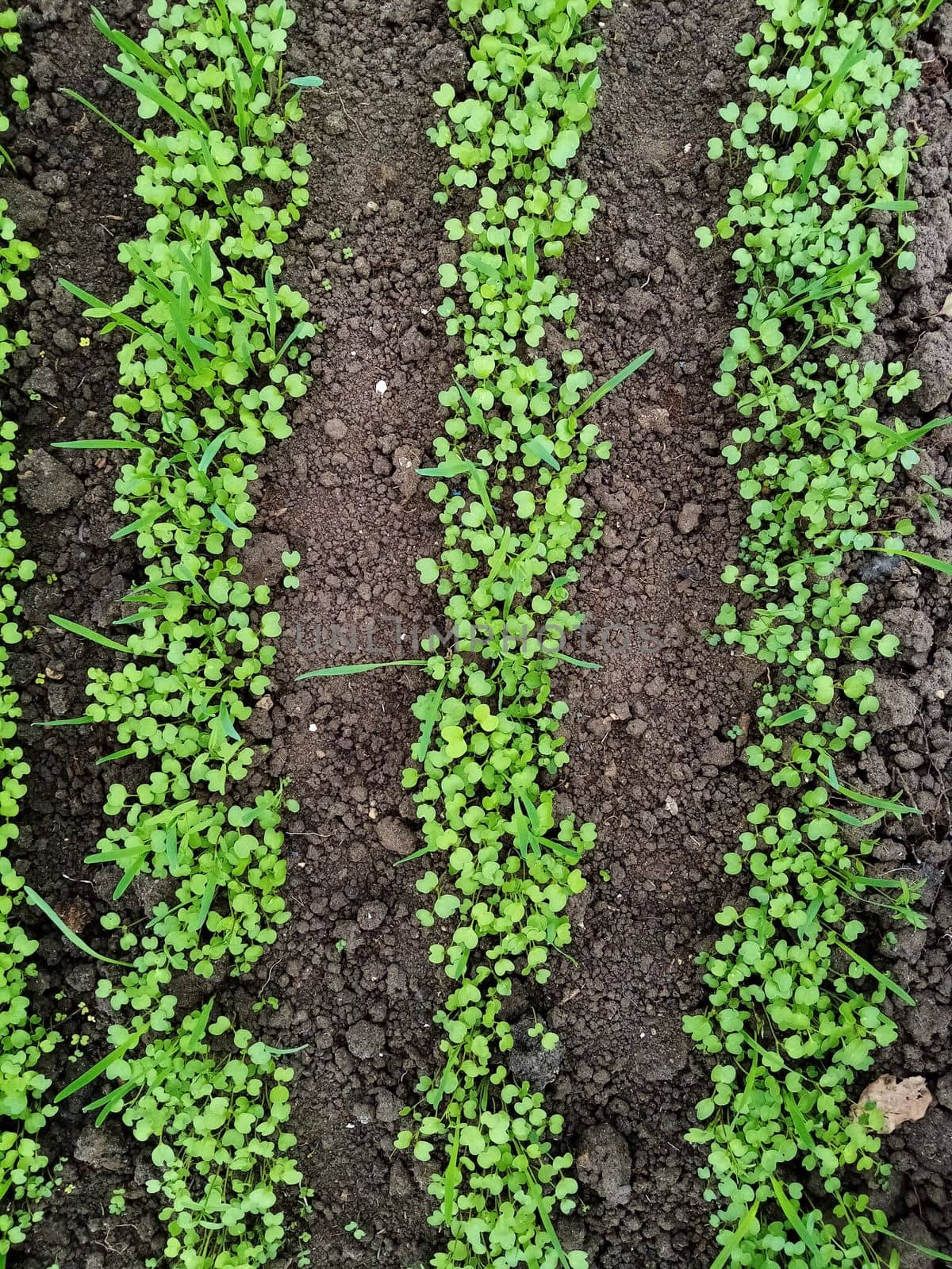 green seedlings of mustard, oats, vetch, sowing green manure in a greenhouse. High quality photo