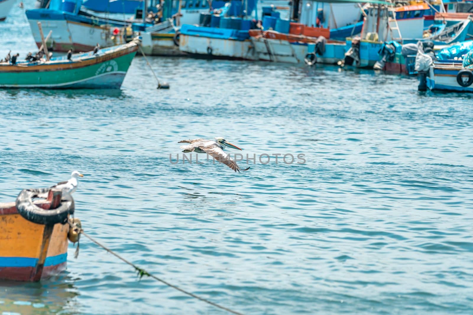 Peru - September 21, 2022: A pelican flies over the ocean near fishing boats by Edophoto