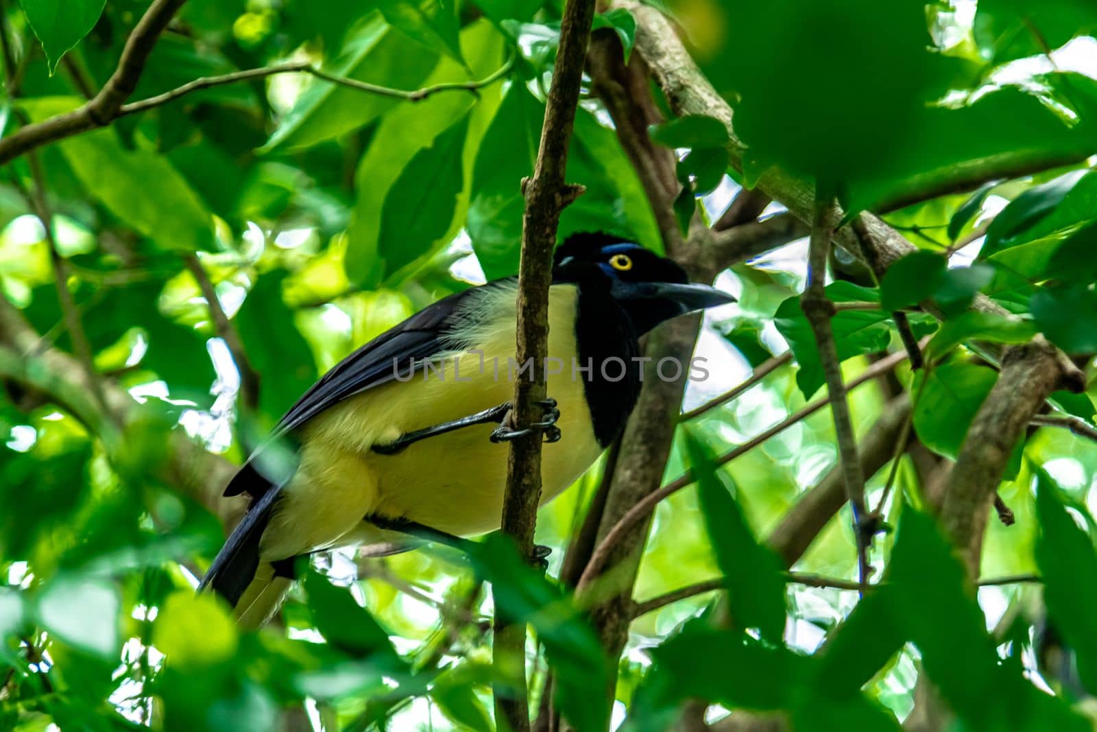 Crested jay on a tree in the forest by Edophoto