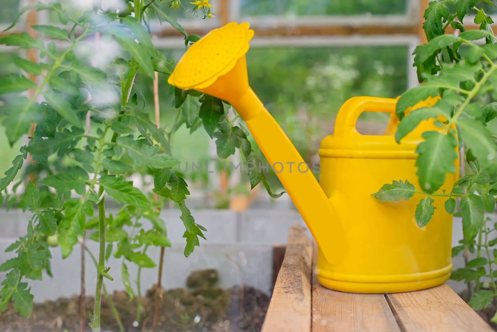 A yellow plastic watering can stands near tomato plants in a greenhouse. Close up.
