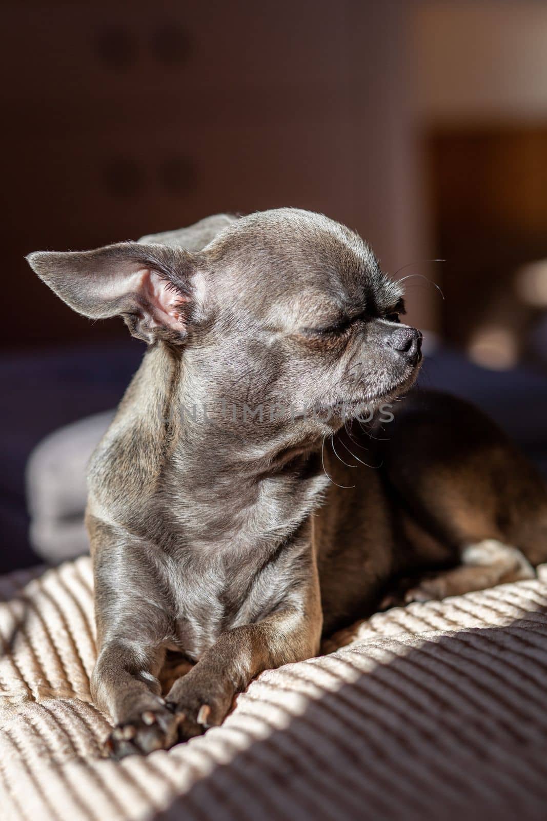 A close-up image shows a cute chihuahua puppy of a domestic mammal breed lying relaxing on a bed. Pets are resting, sleeping. A touching and emotional portrait. Dog ears, eyes and muzzles