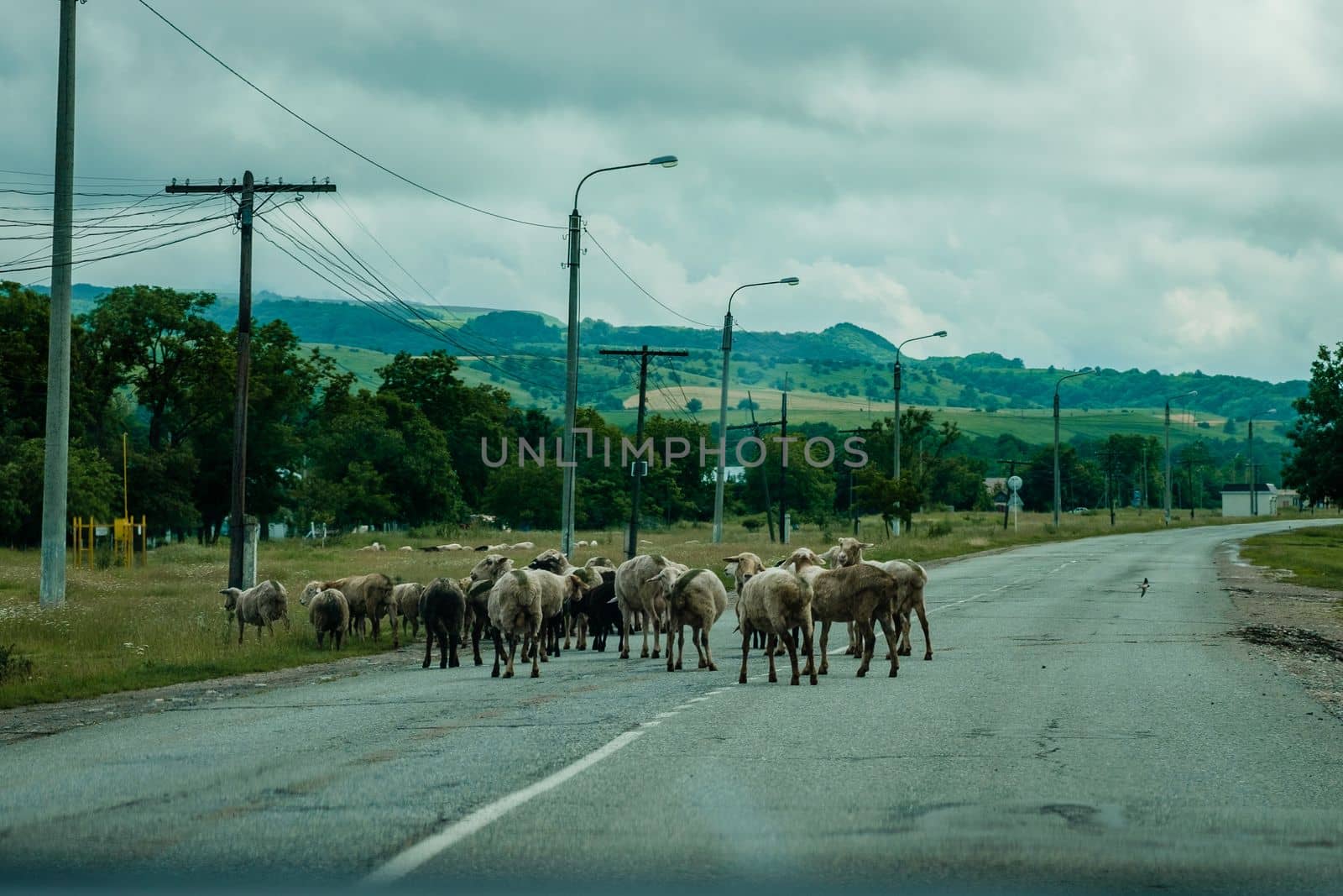 Herd of rams walking along doge photo